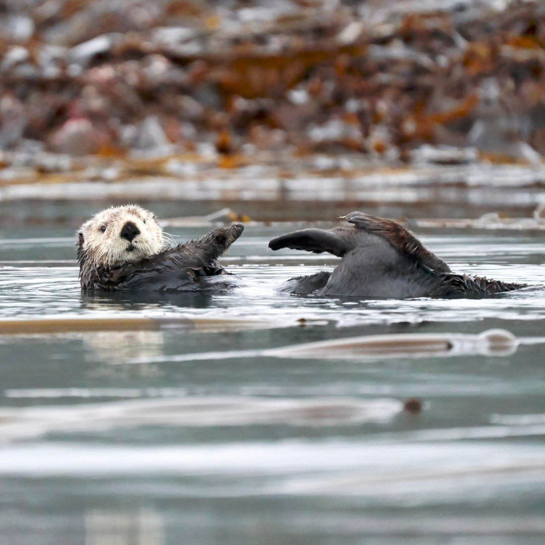 Sea Otter, Alaska