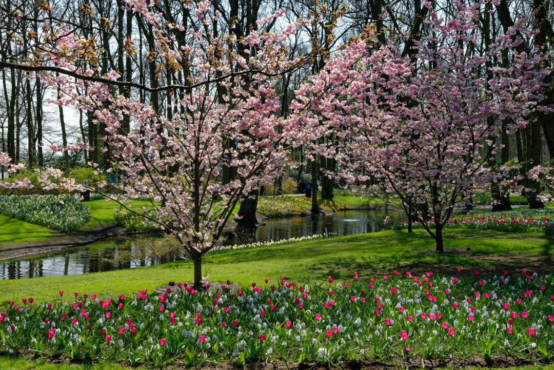 Keukenhof Gardens