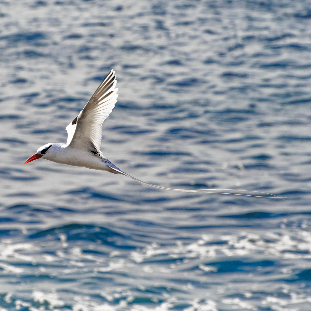 Red-billed Tropicbird (P. aethereus)