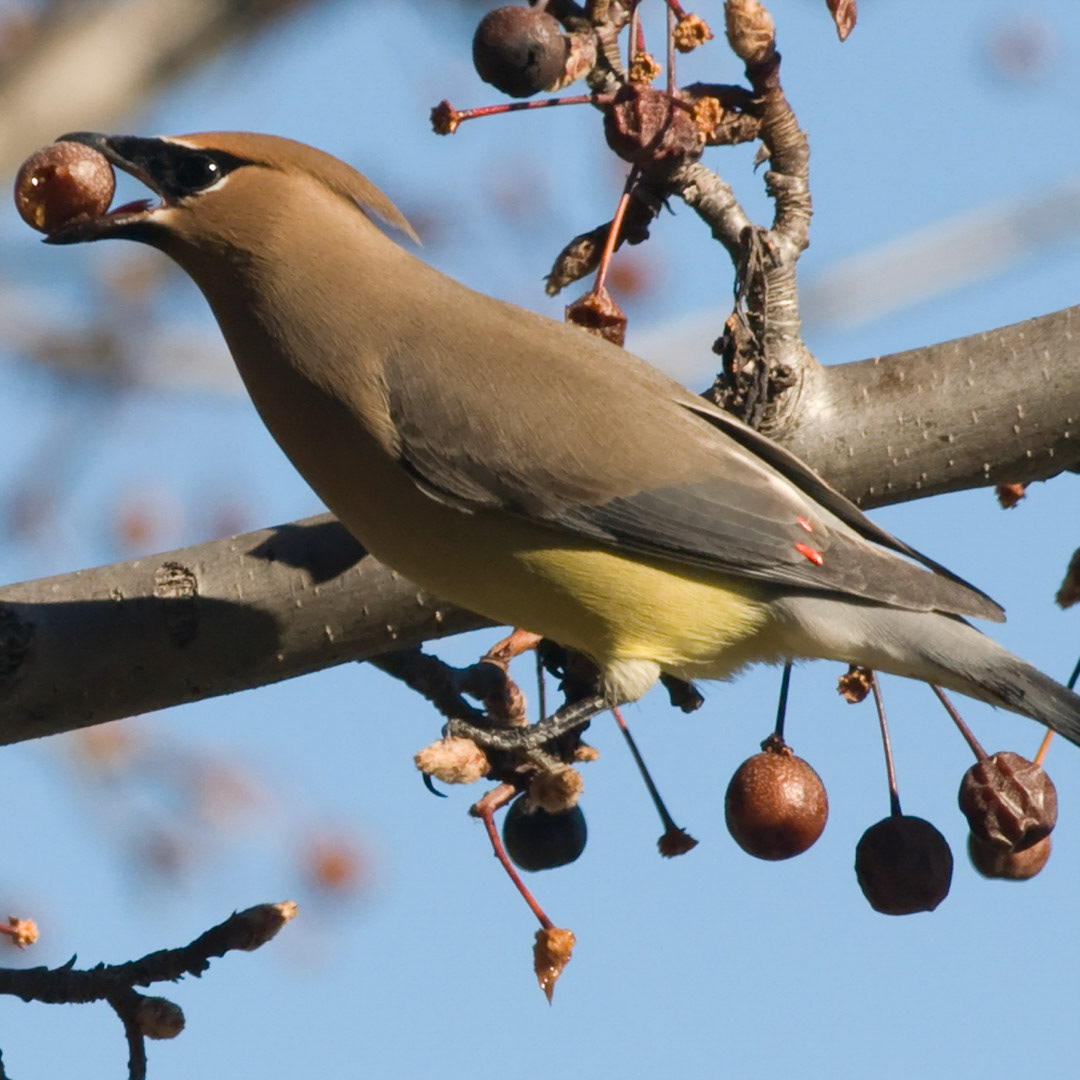 Cedar Waxwing