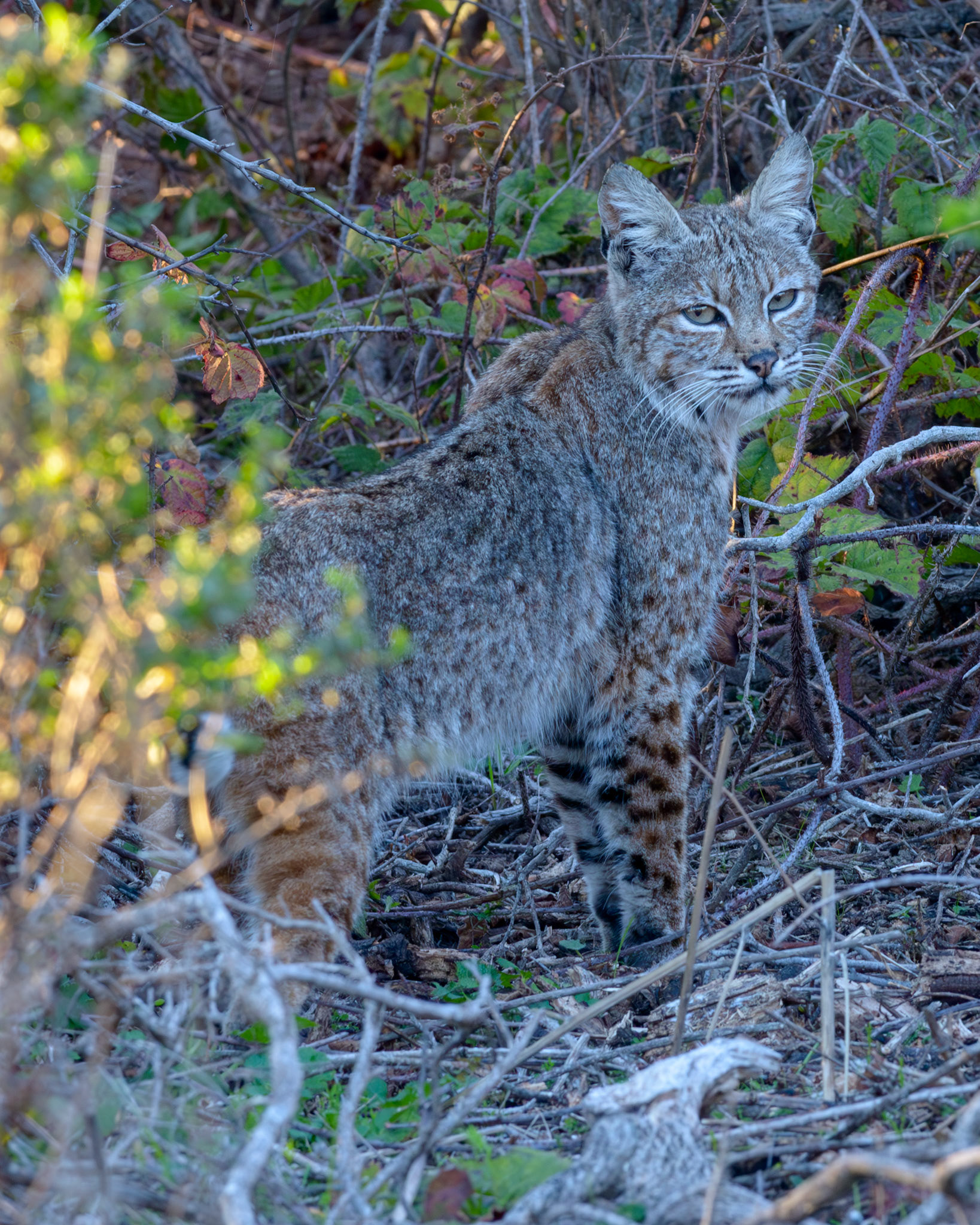 Bobcat, Año Nuevo State Park