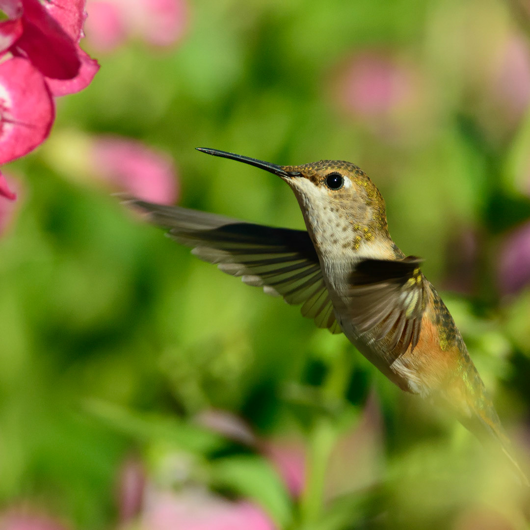 Anna's Hummingbird