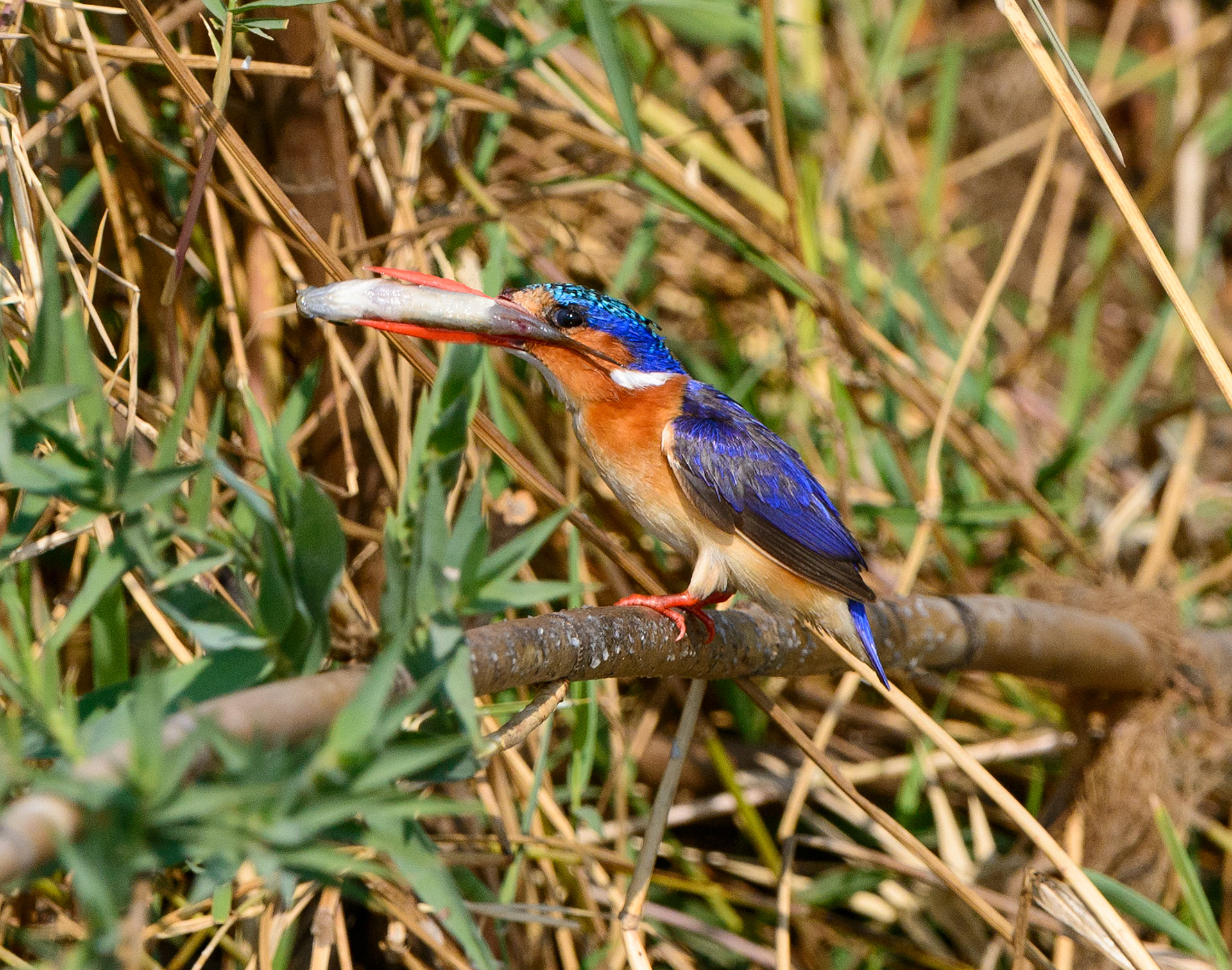 Malachite Kingfisher