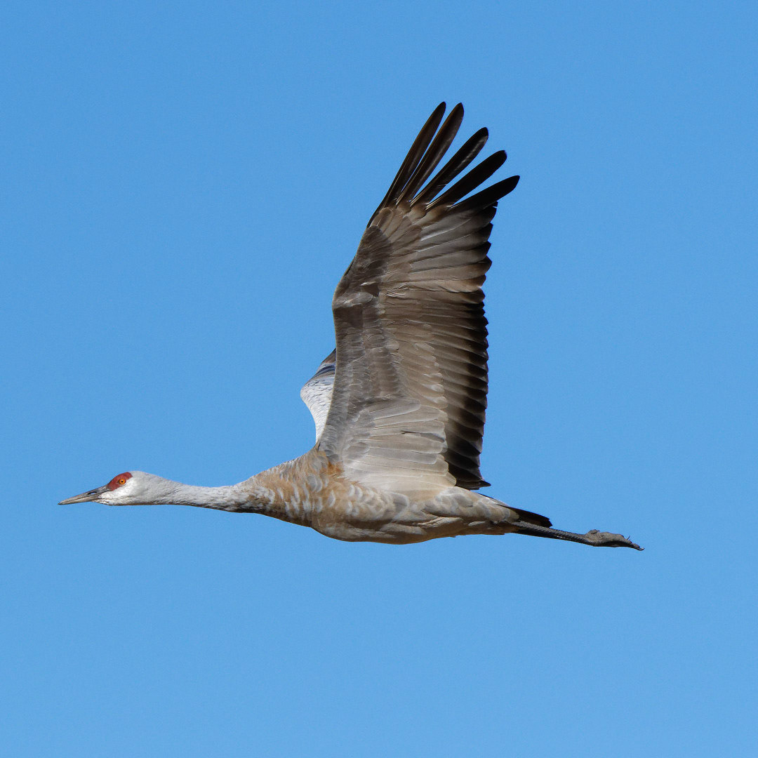 Sandhill Crane