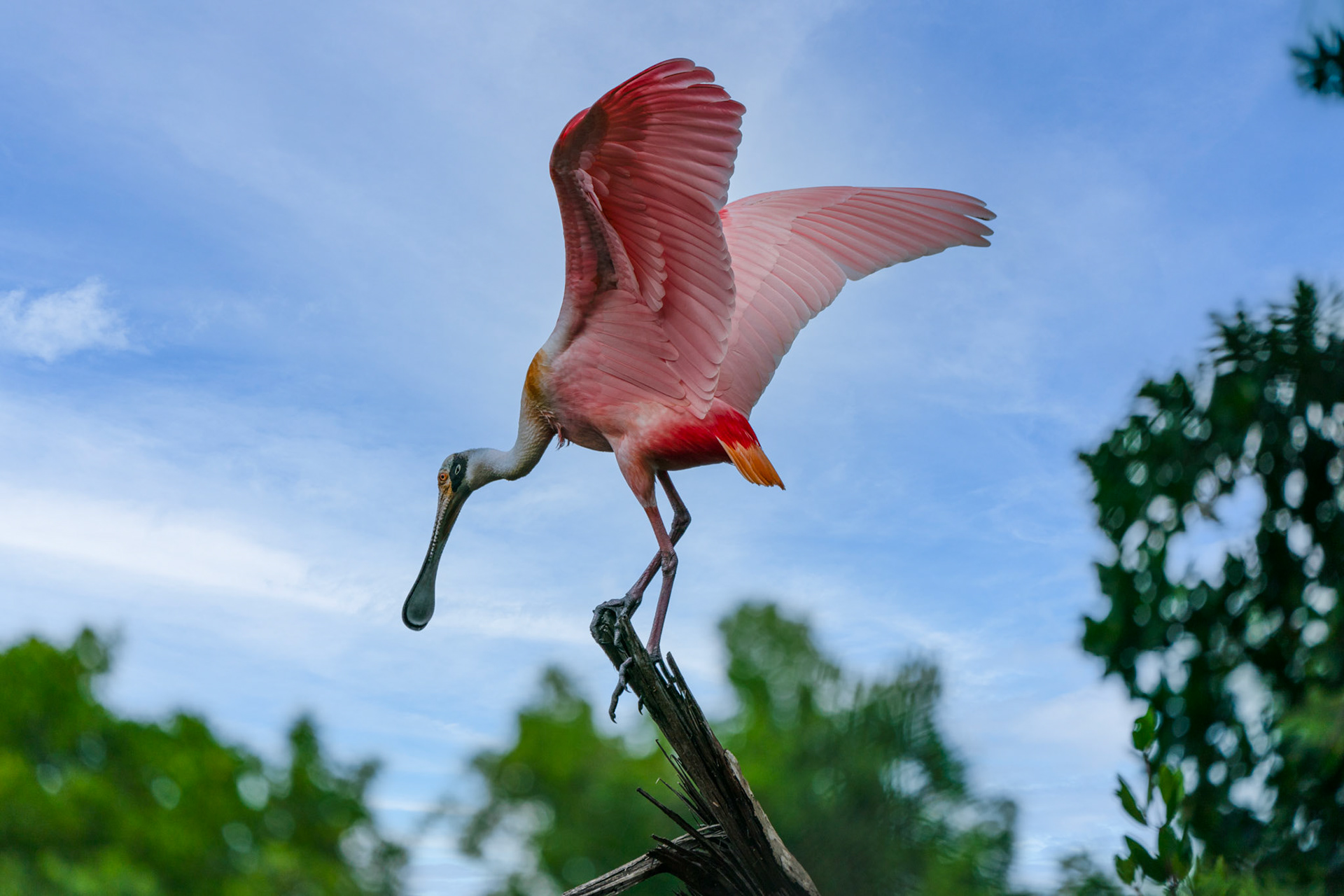 Roseate Spoonbill