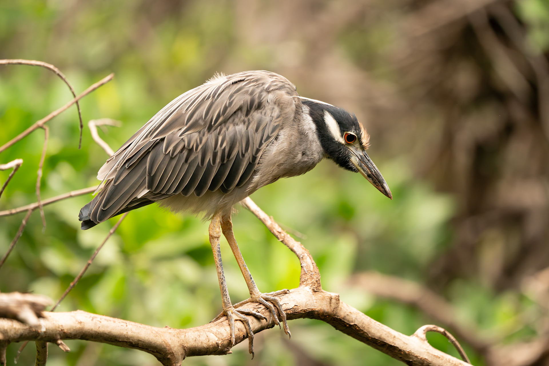 Yellow Crowned Night Heron