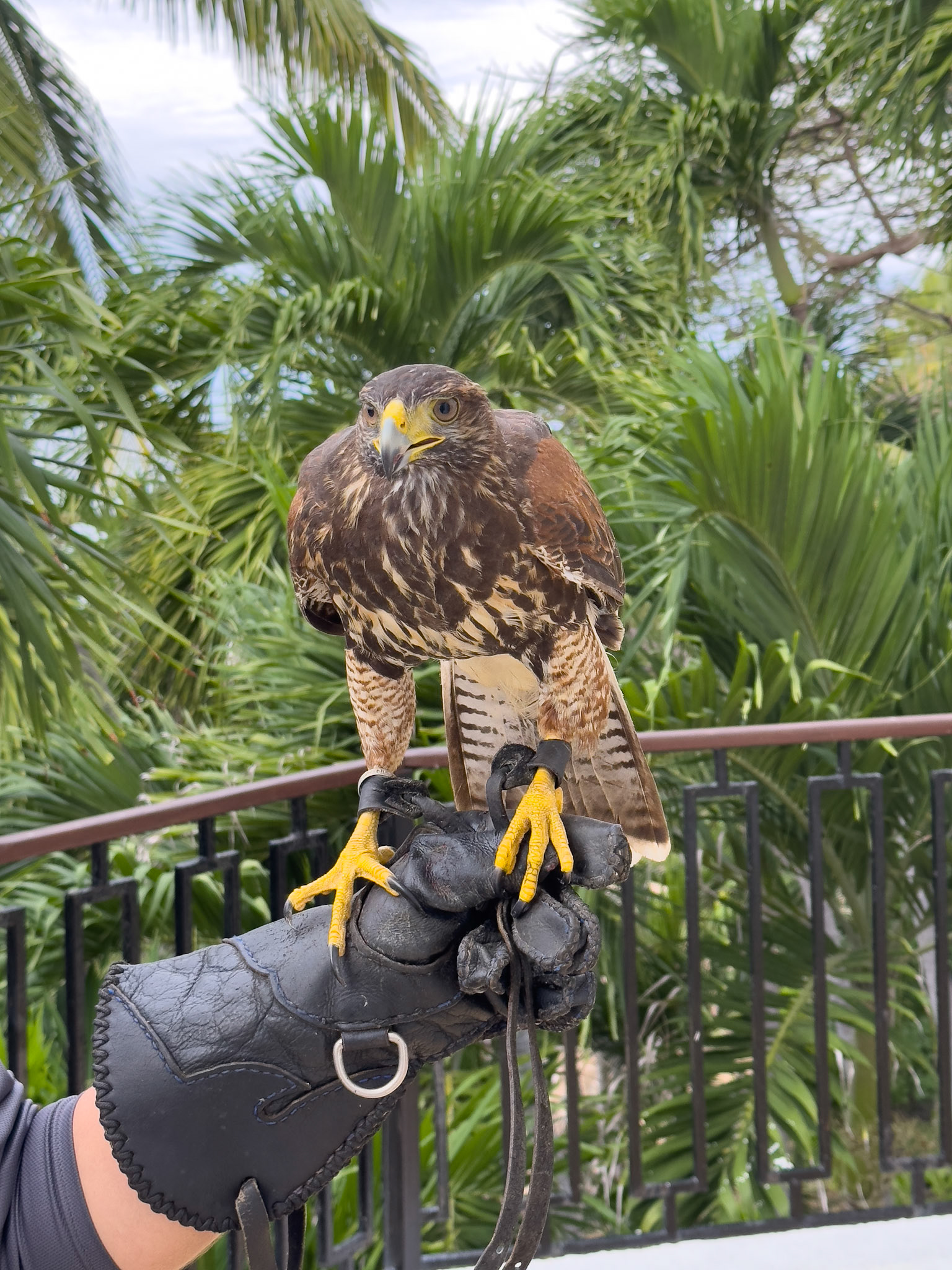 Harris's Hawk  to control  birds