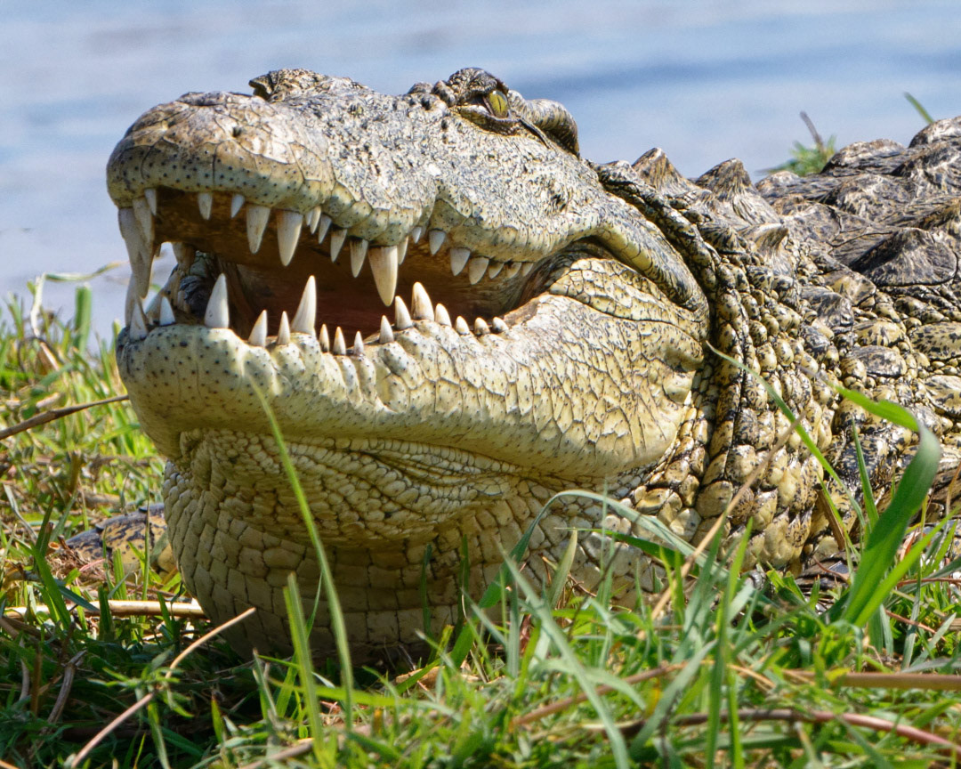 Nile Crocodile, Chobe River