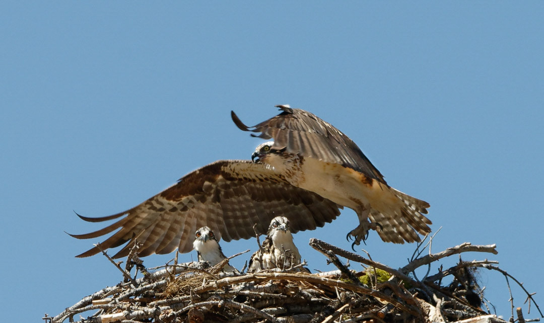 Osprey with chicks
