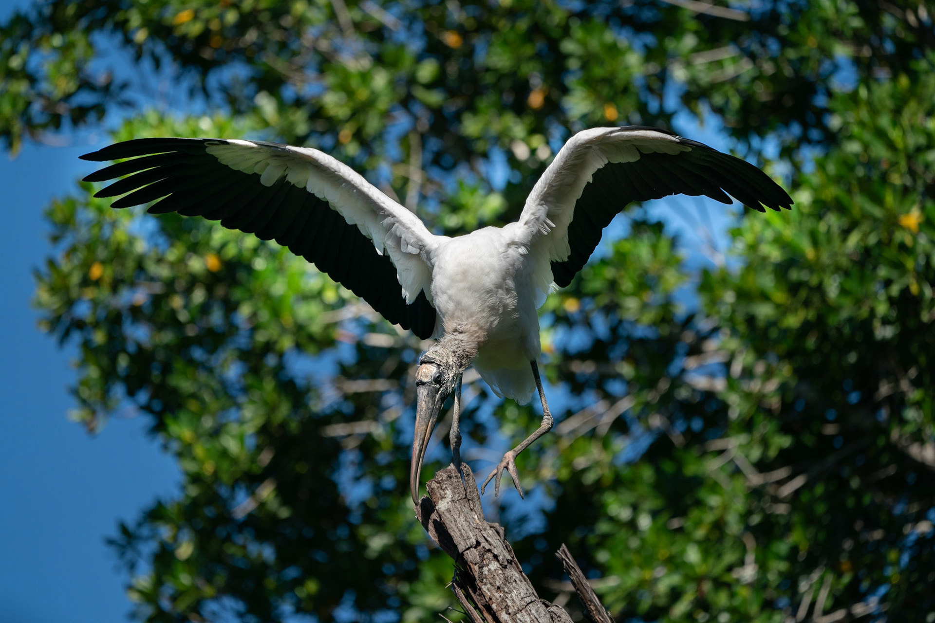 Woodstork