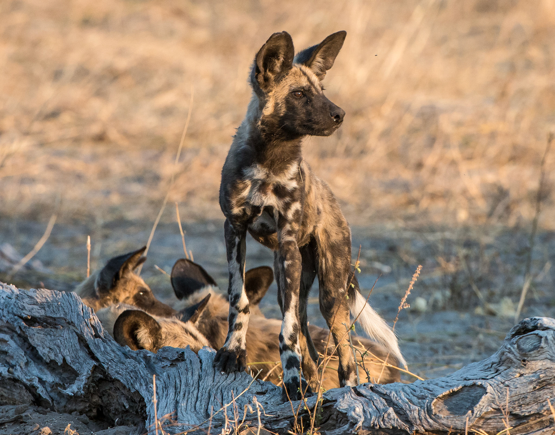 Wild Dogs, Botswana