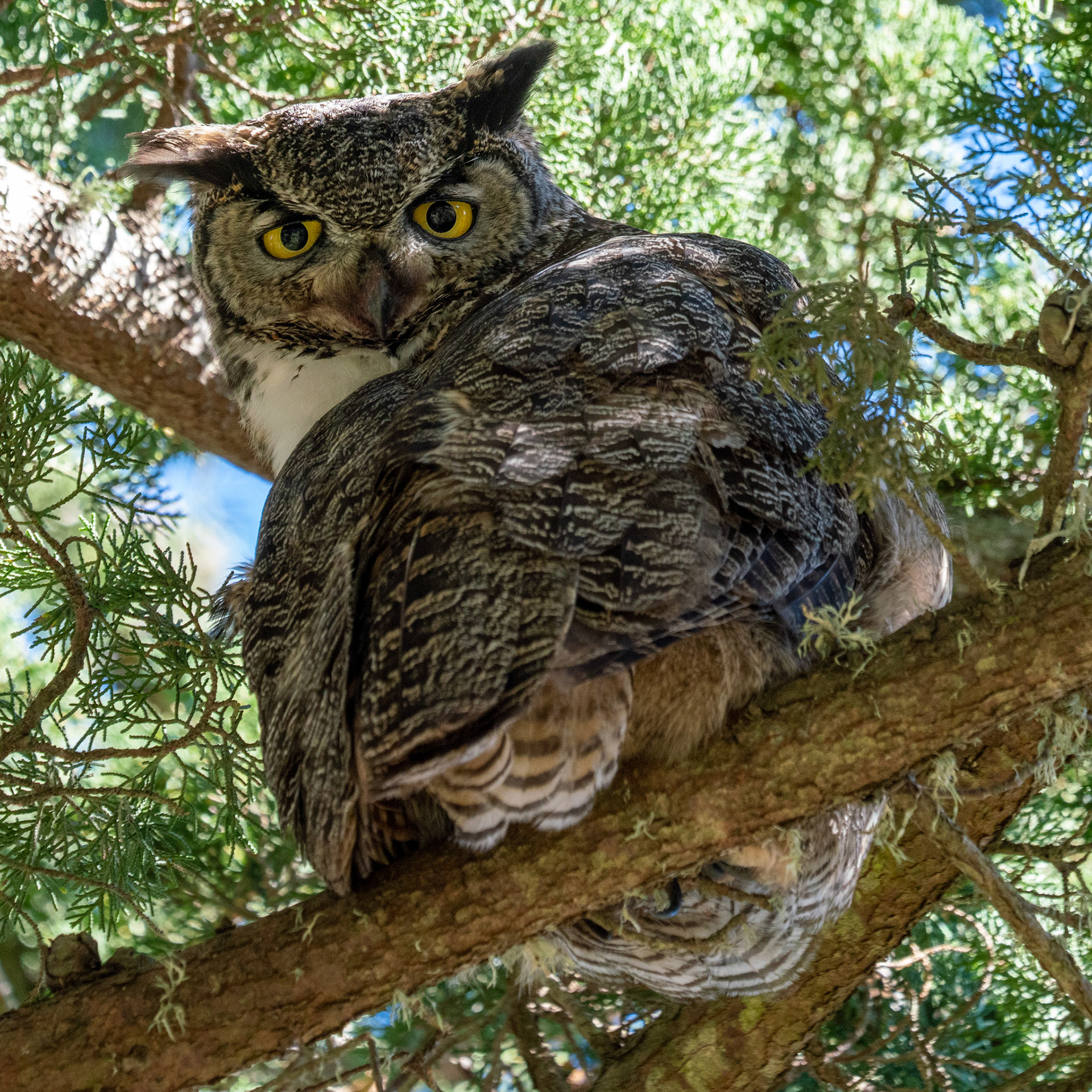 Great Horned Owl