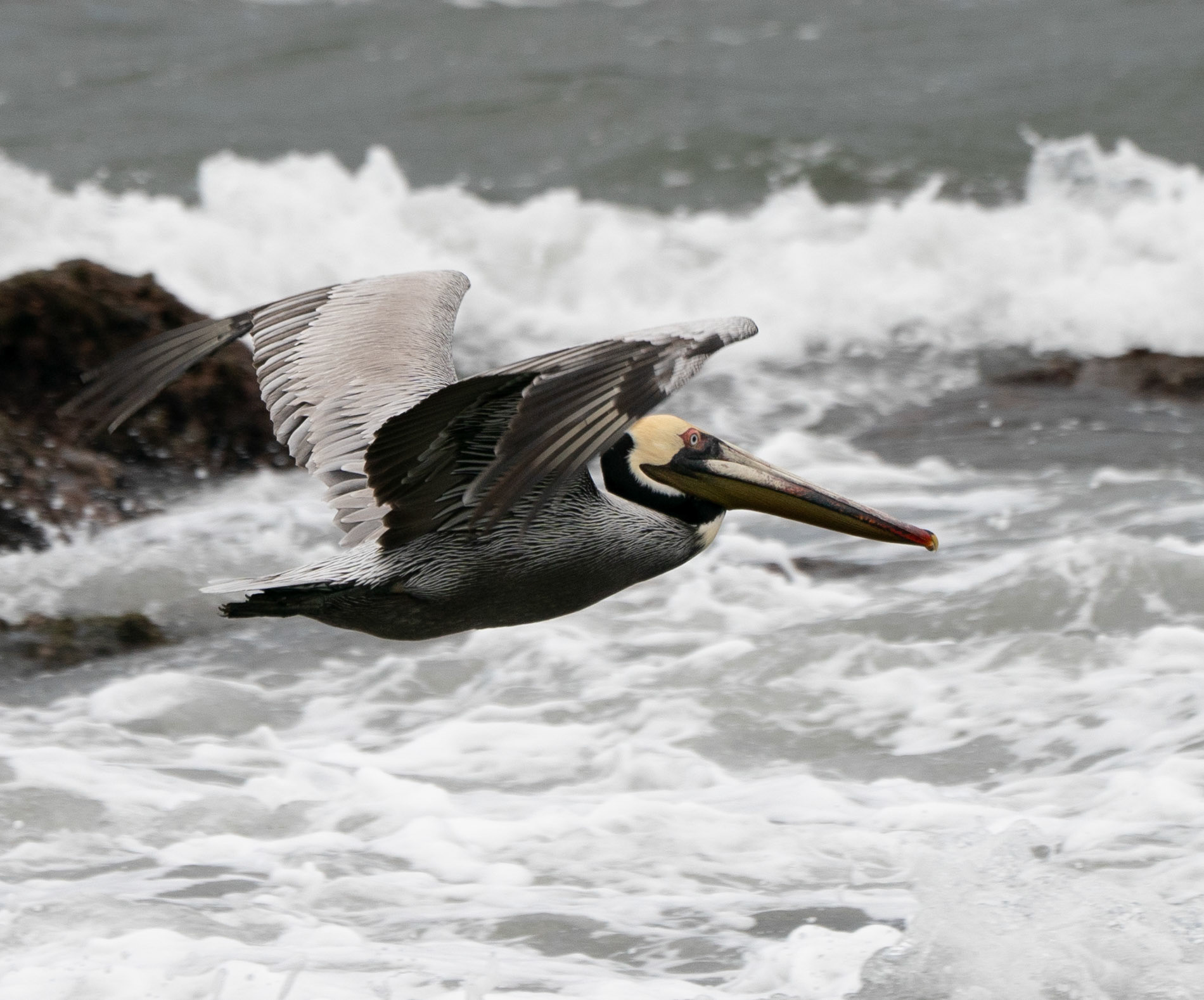Brown Pelican