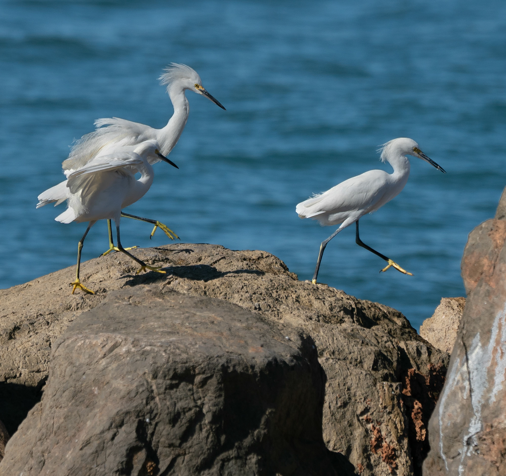Snowy Egret