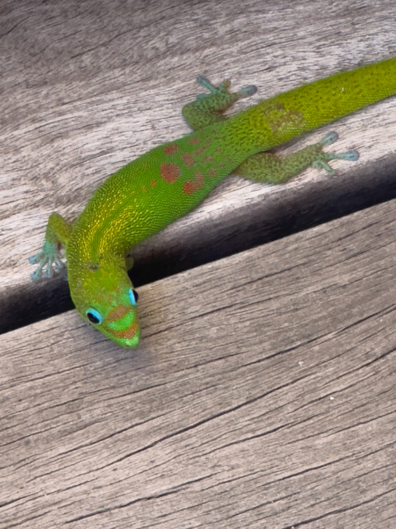 Gold Dust Day Gecko