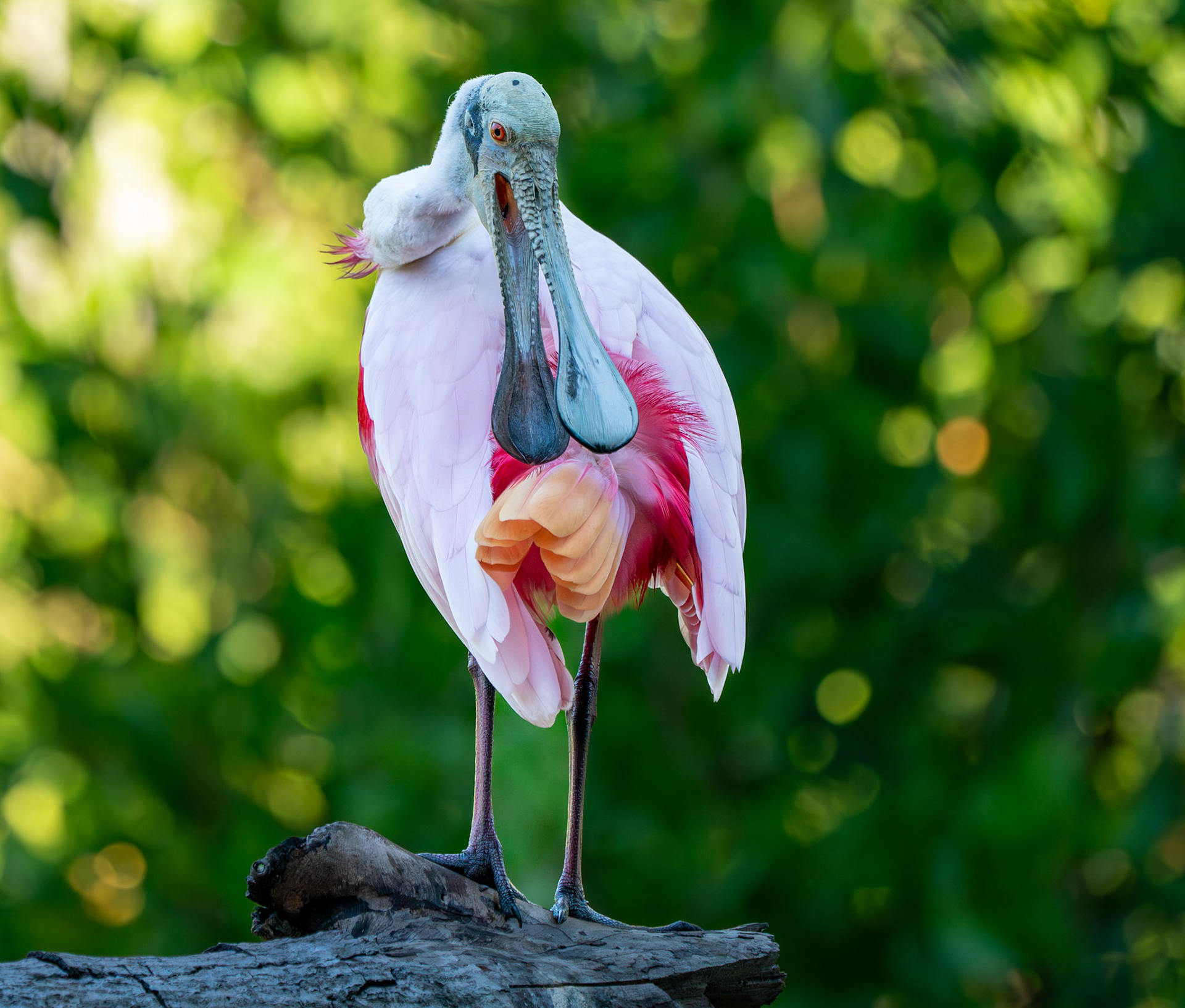 Roseate Spoonbill