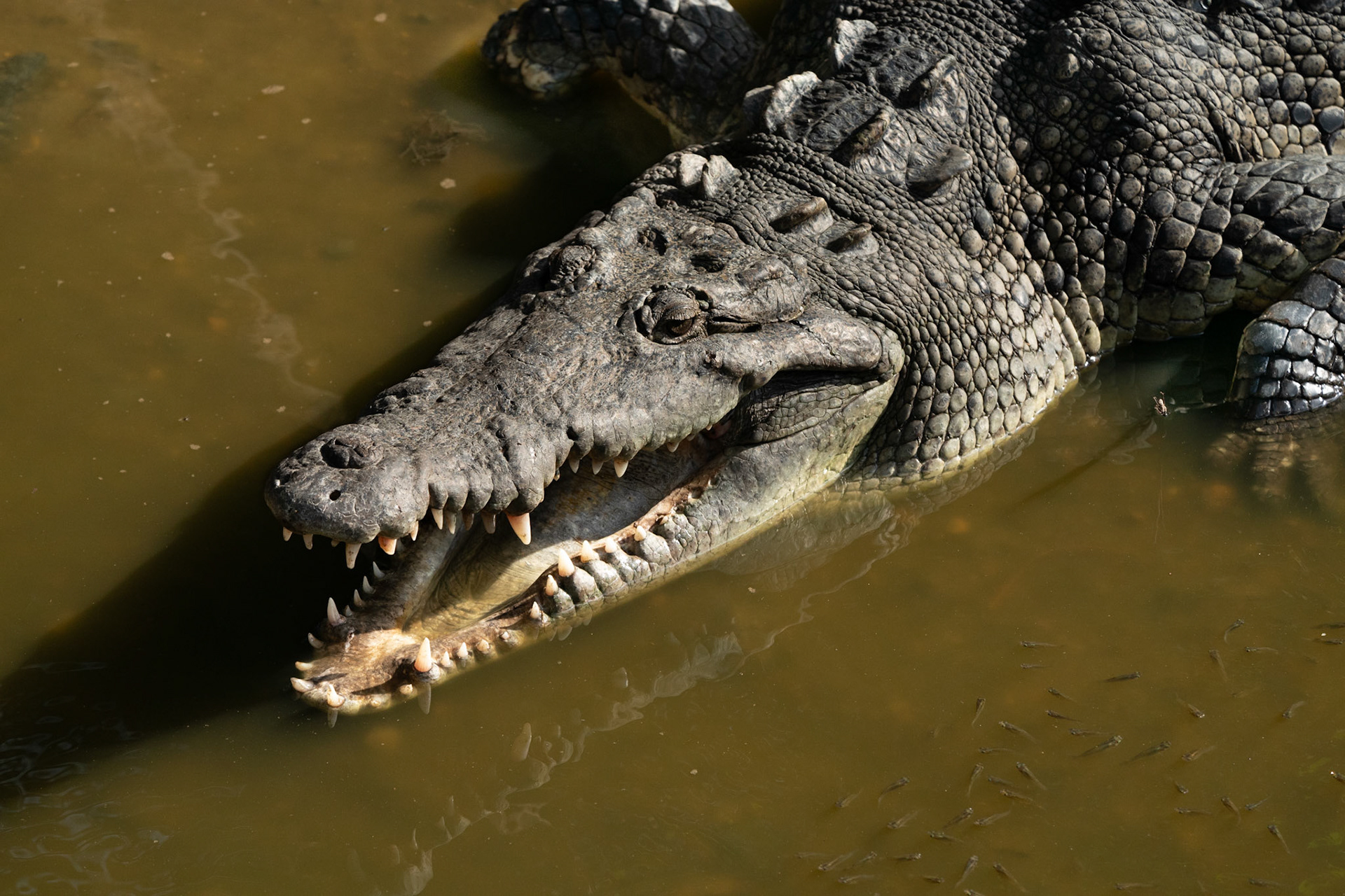 American Crocodile