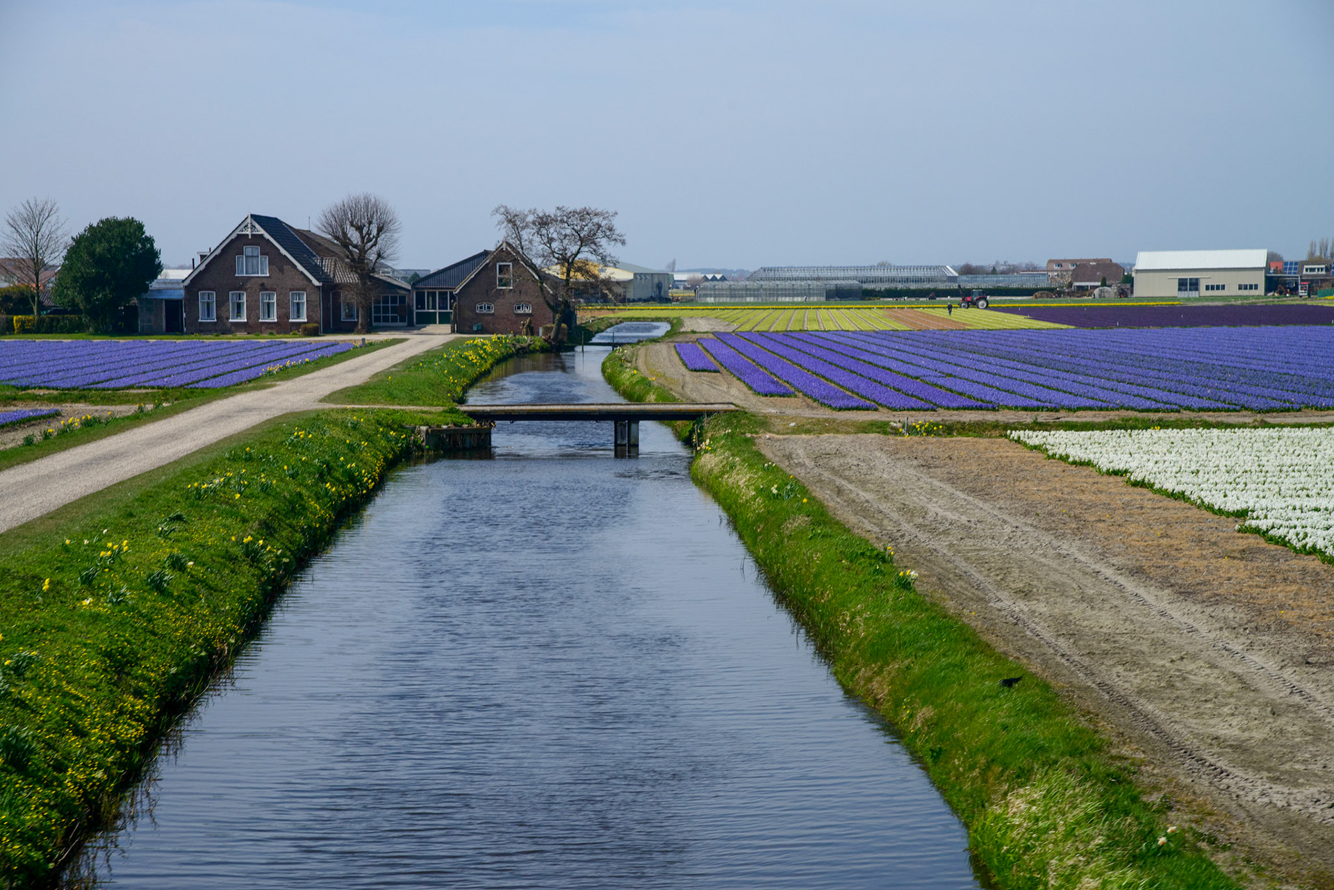 Flower Fields On the way to Leiden