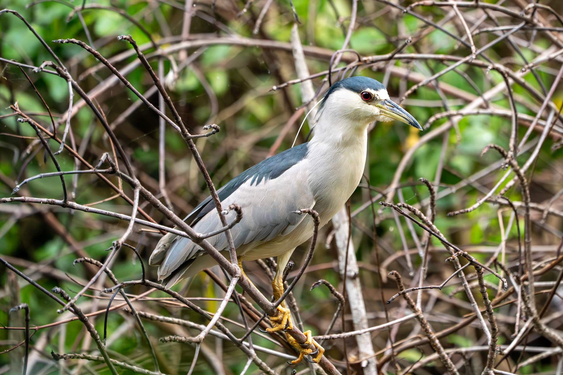 Black Crowned Night Heron