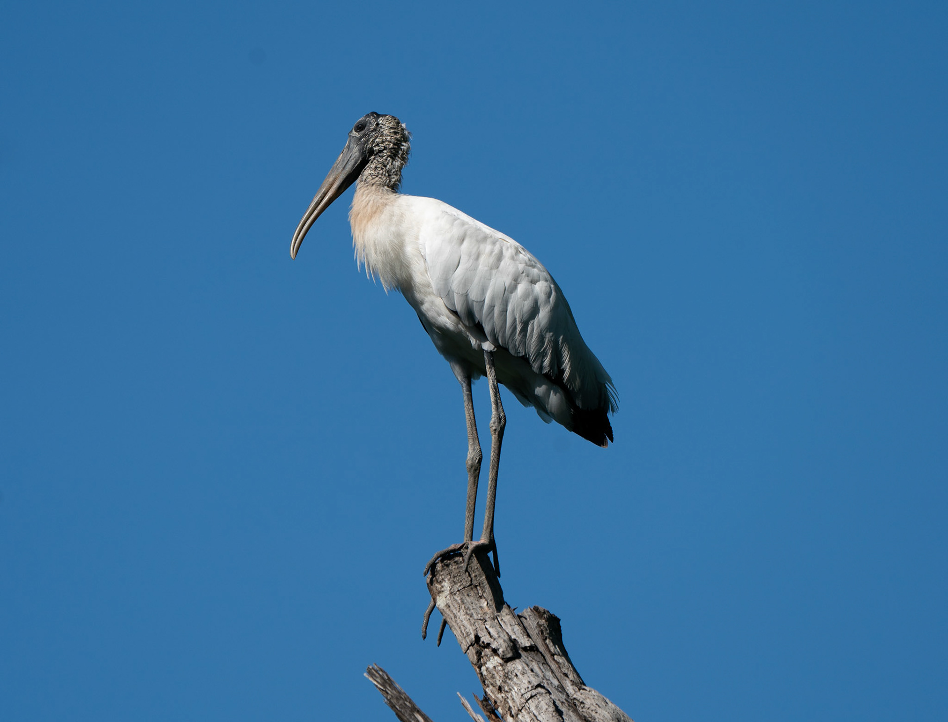 Woodstork