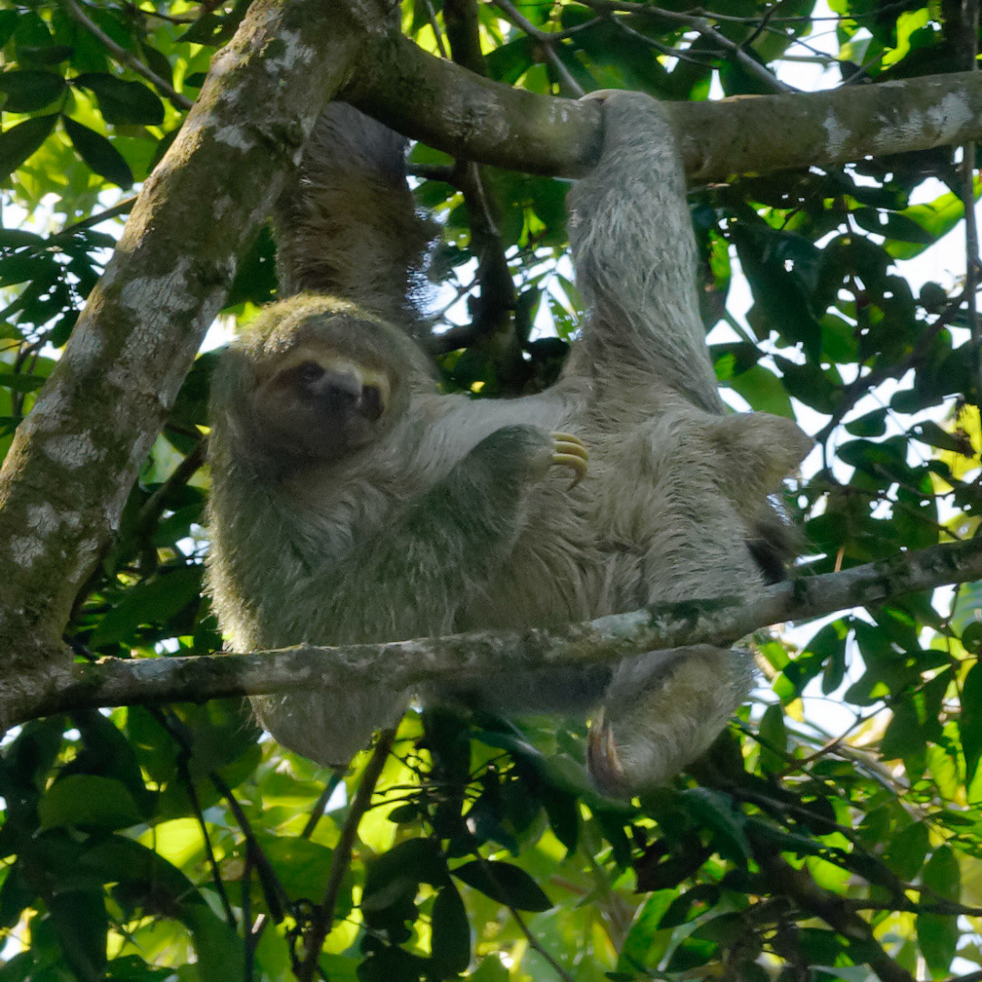 Three toed  Sloth Costa Rica