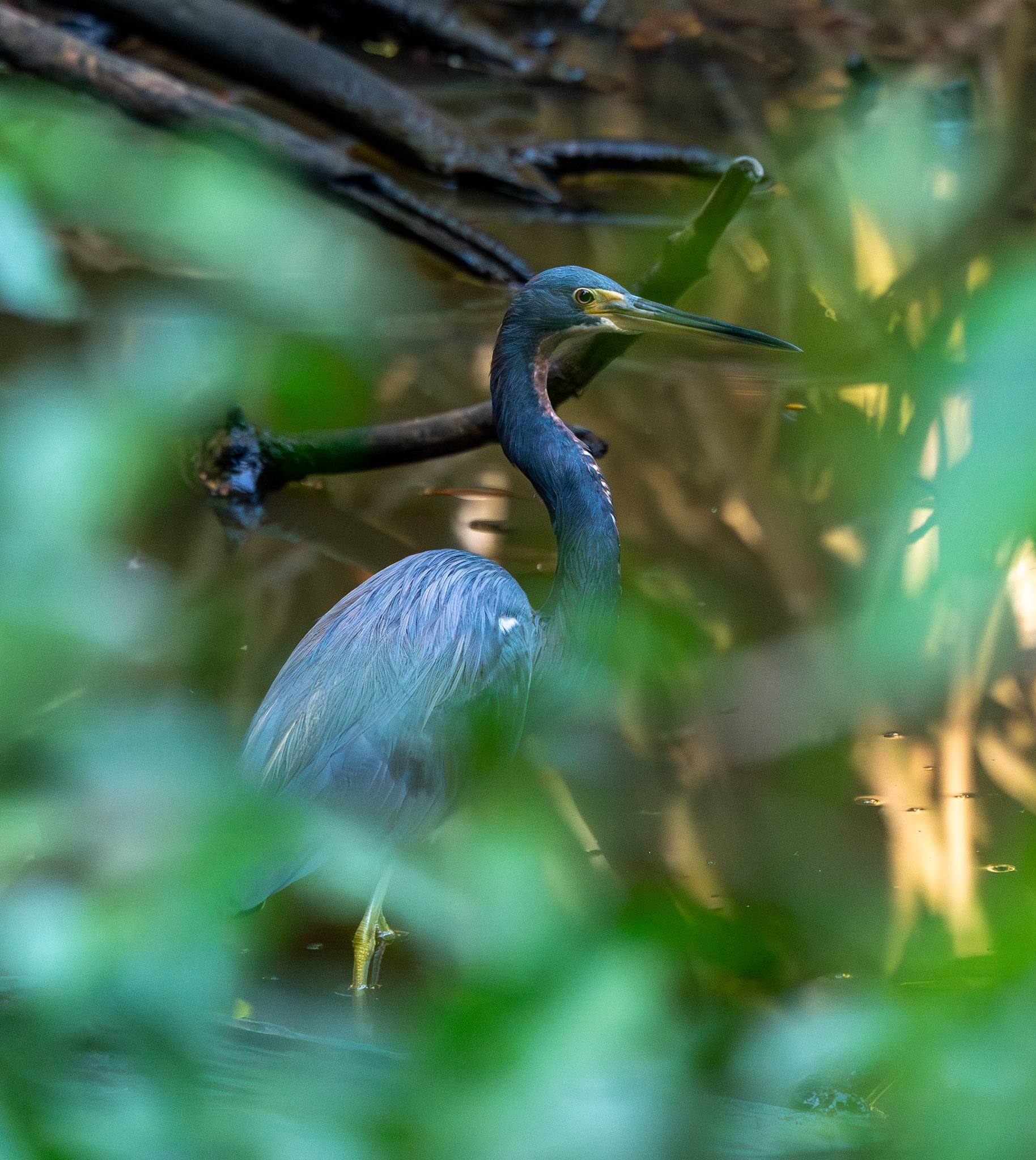 Tricolor Heron