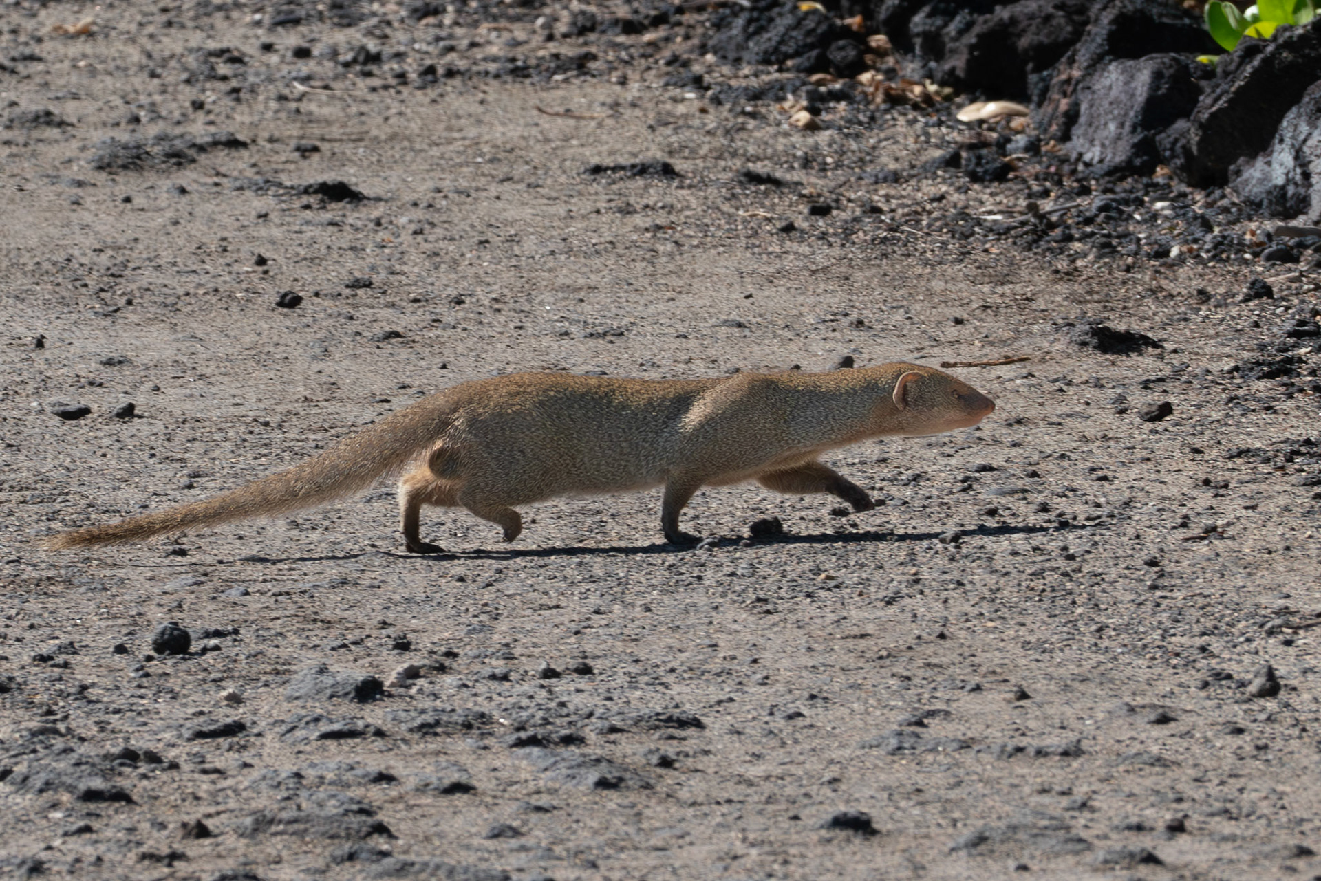 Mongoose