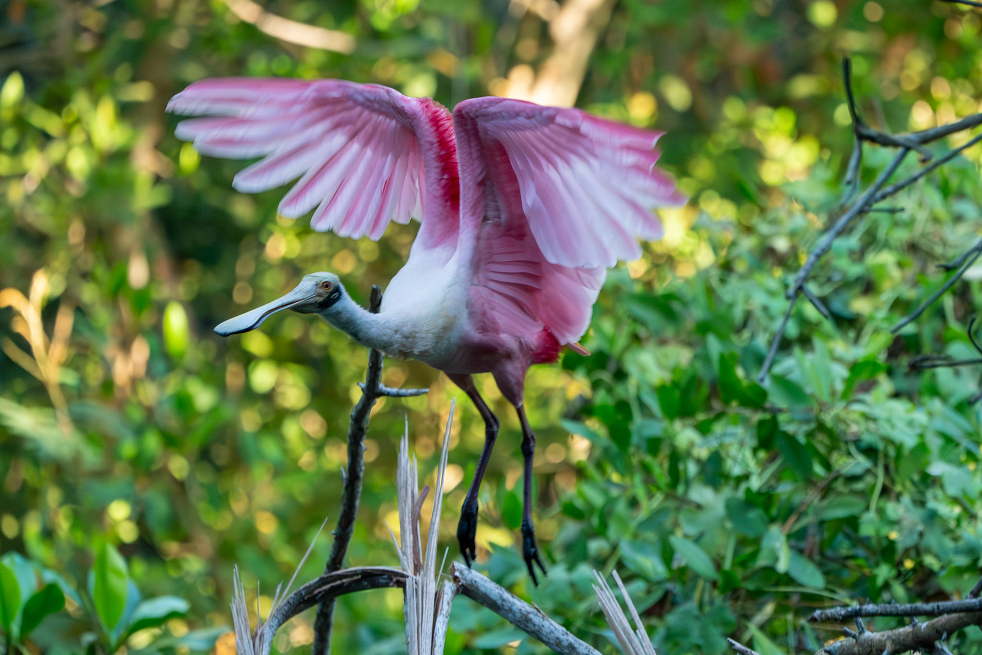 Roseate Spoonbill