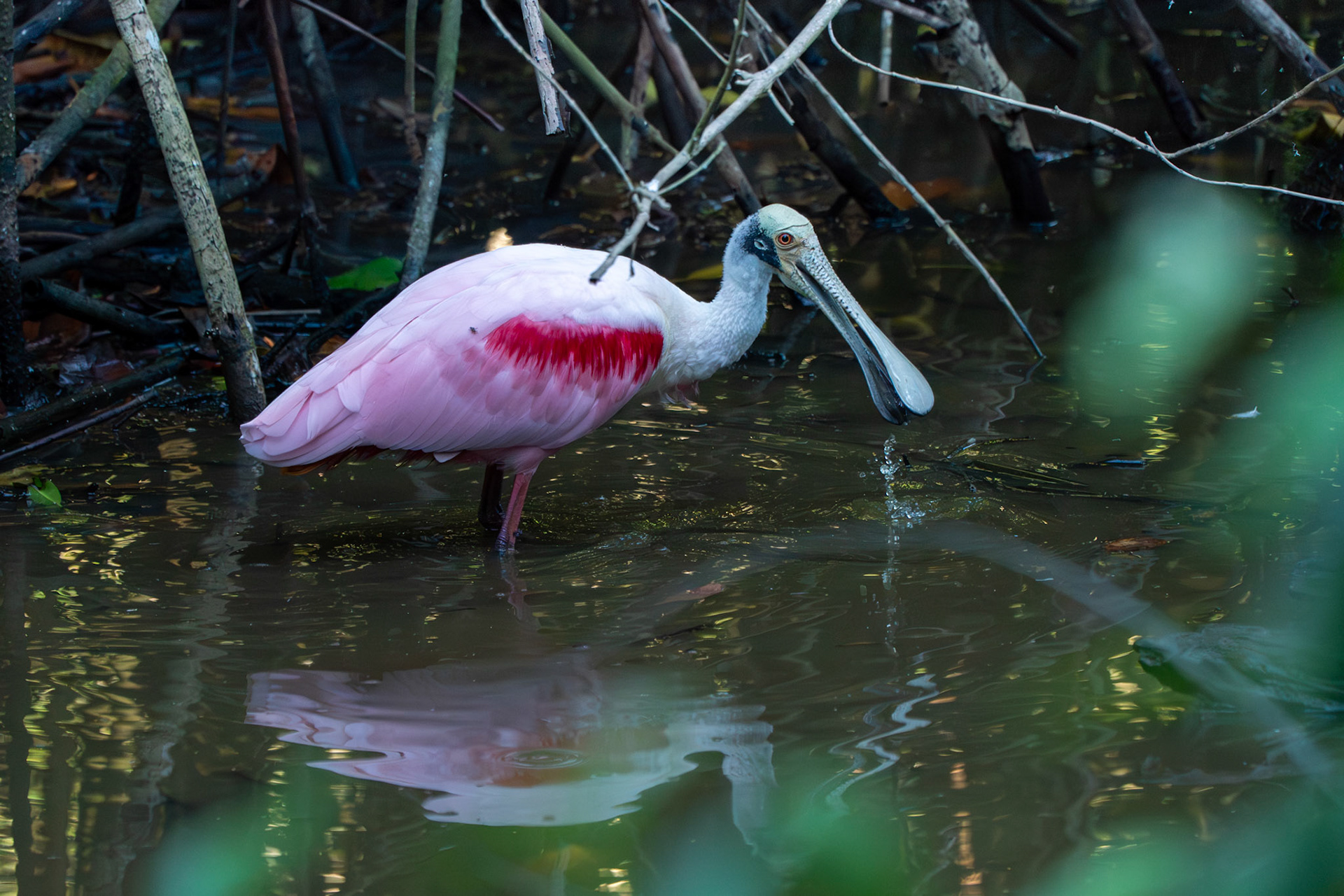Roseate Spoonbill