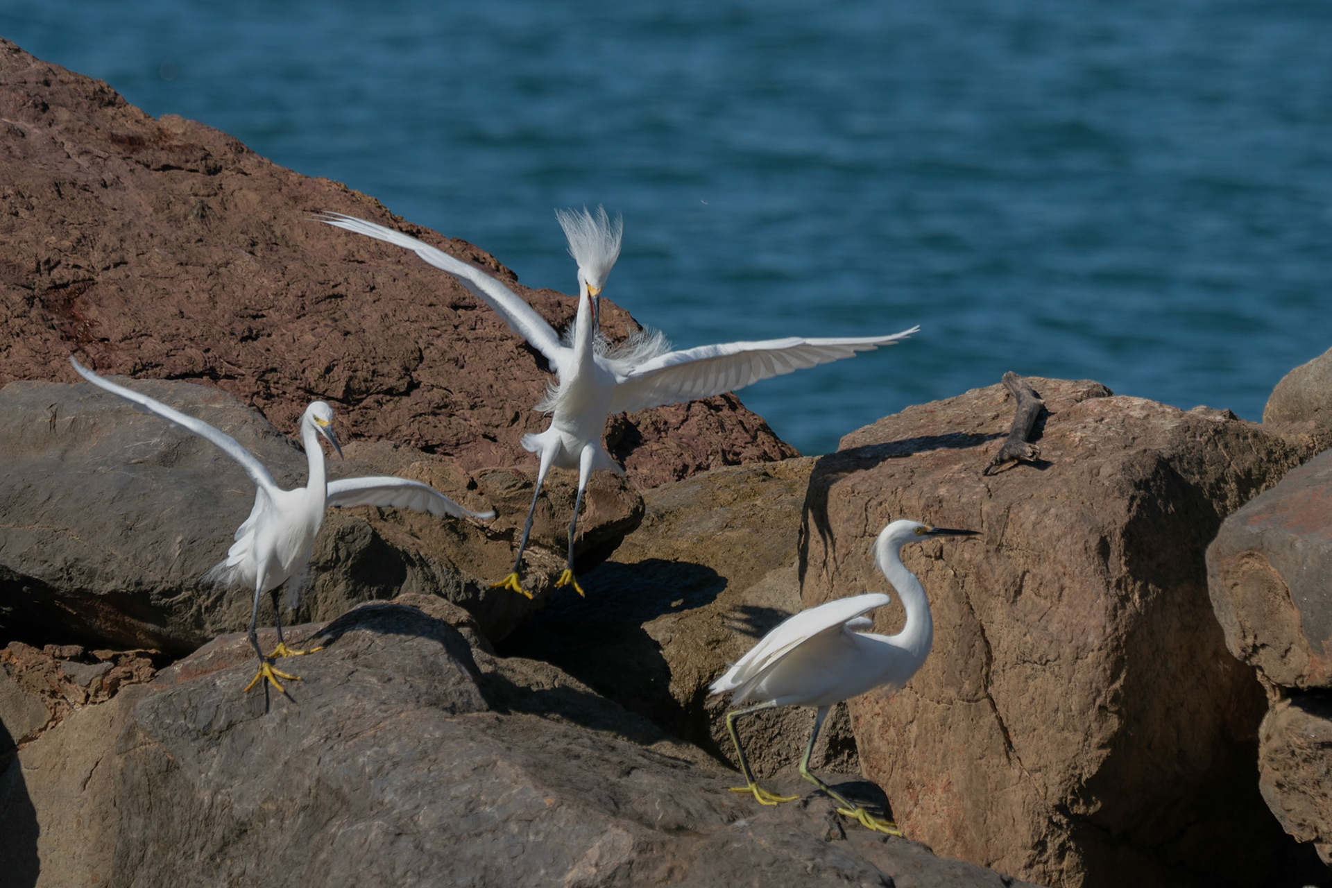Snowy Egret