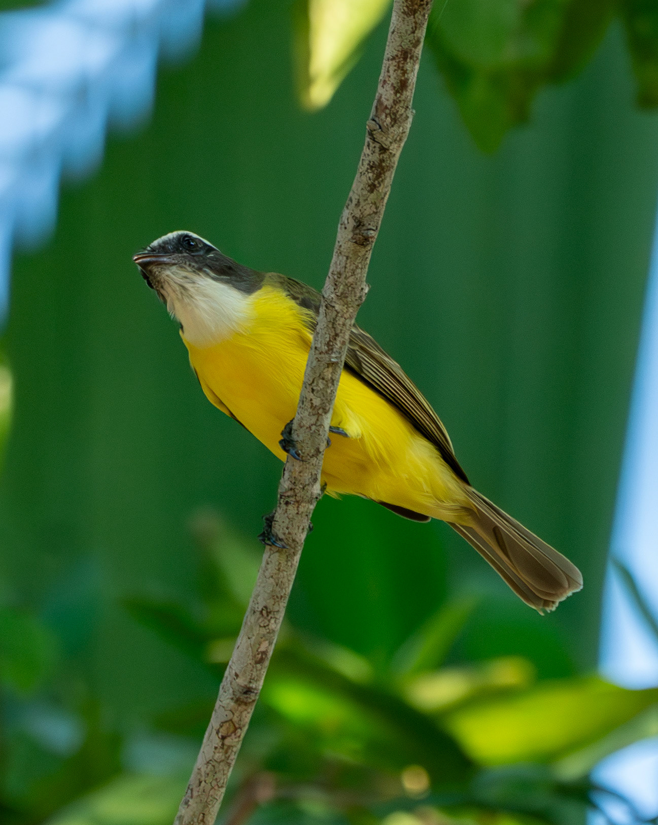 Social Flycatcher