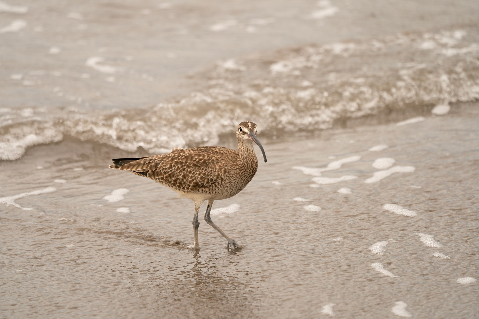 Eurasian Whimbrel