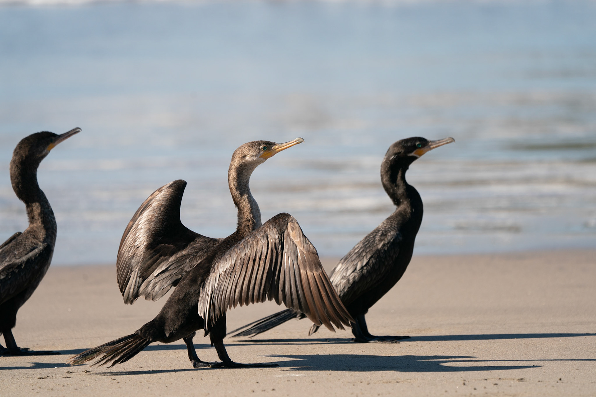 Double-crested Cormorant