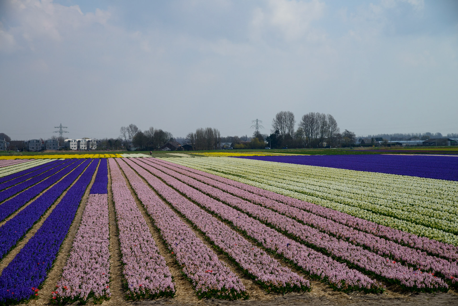 Flower Fields On the way to Leiden