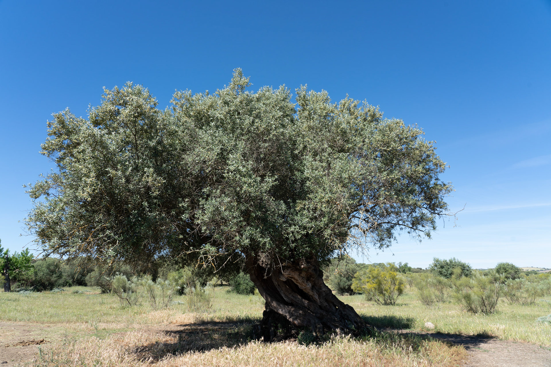 2000 year old olive tree