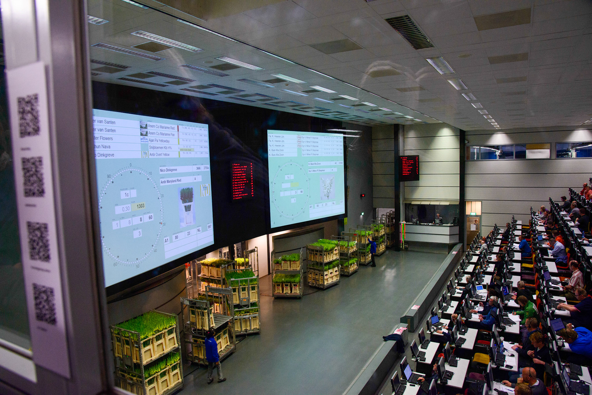 Aalsmeer Flower Auction is a flower auction that takes place in Aalsmeer, Netherlands. It is the largest flower auction in the world. The Aalsmeer Flower Auction building is the fourth largest building by footprint in the world, covering 518,000 square metres. Flowers from all over the world — Europe, Israel, Ecuador, Colombia, Ethiopia, Kenya, and other countries — are traded every day in this gigantic building.