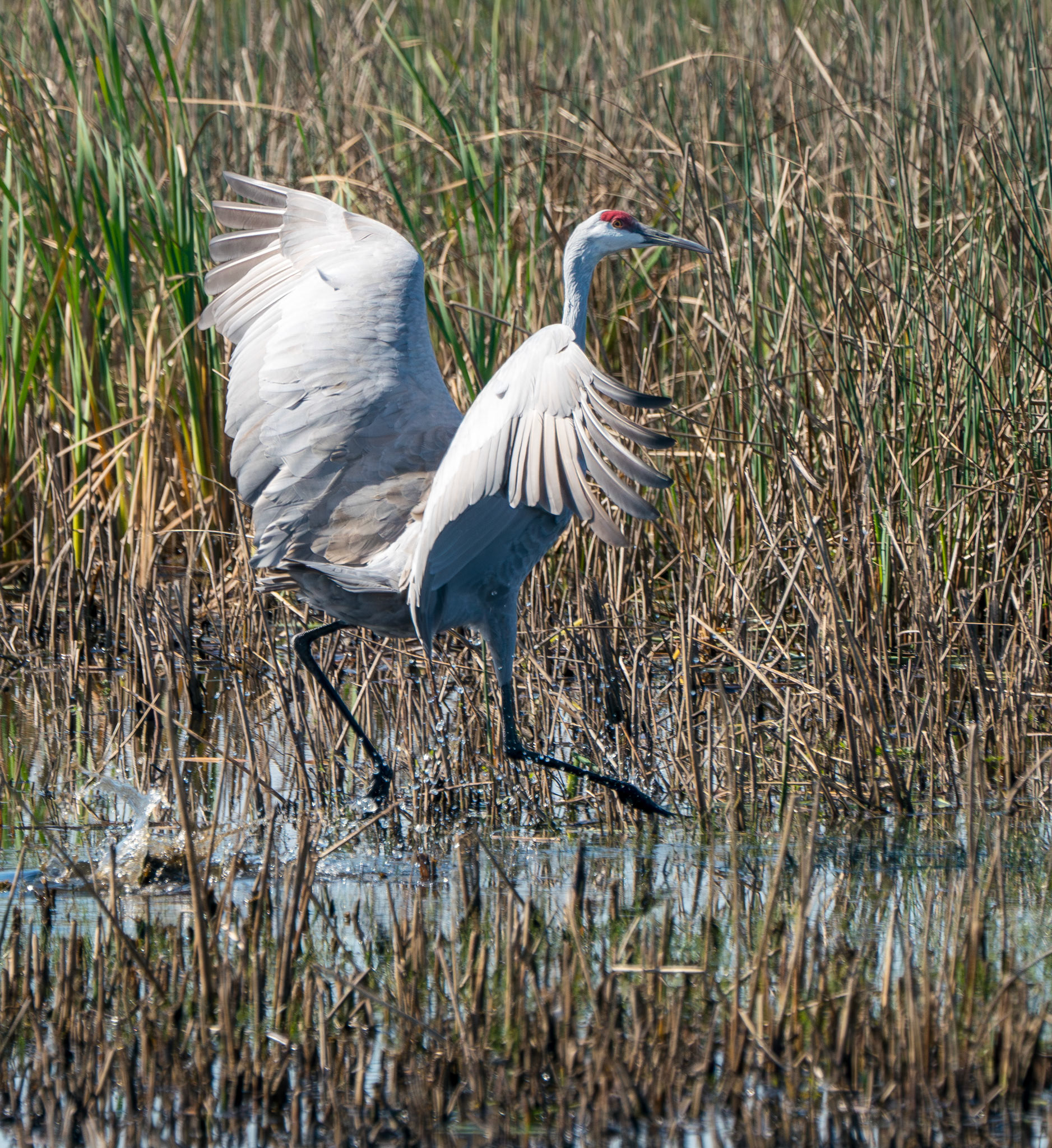 Sanhill Crane