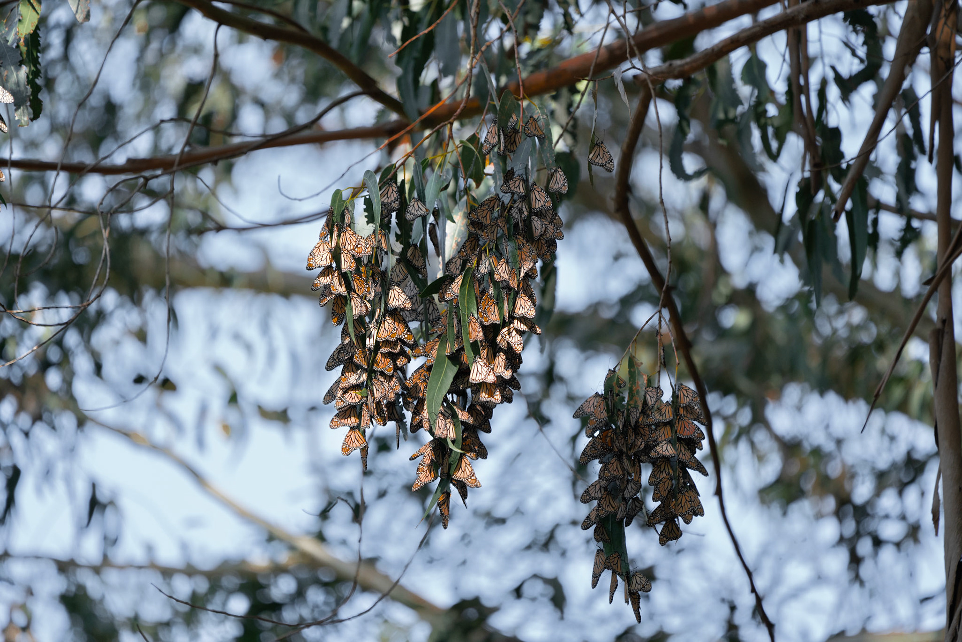 Monarch Migration, Monterey CA