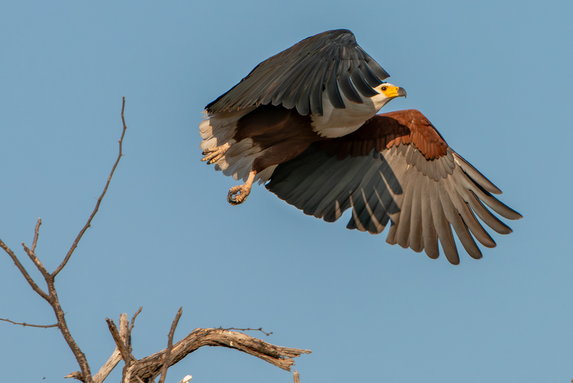 African Fish Eagle