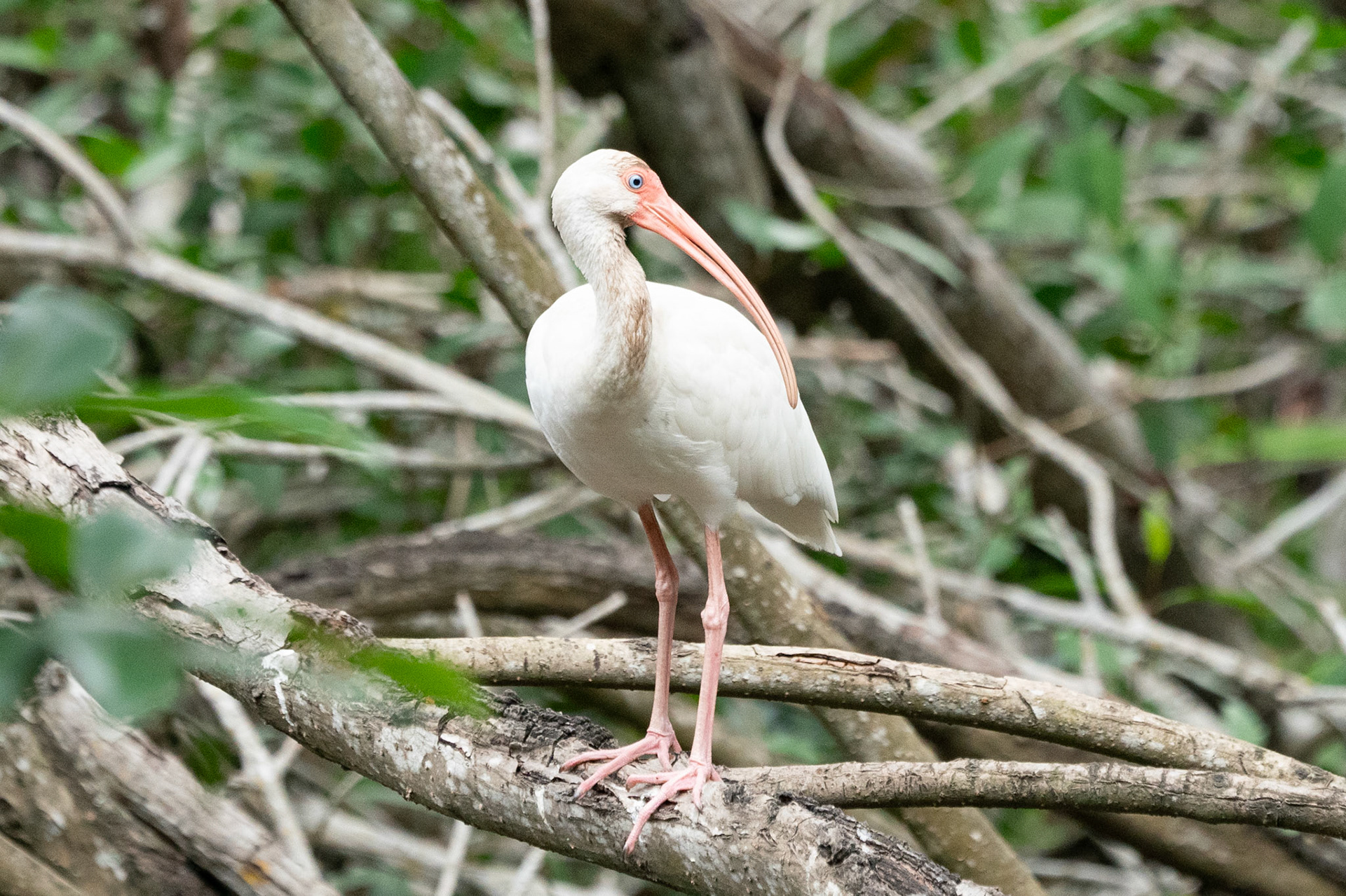 American White Ibis