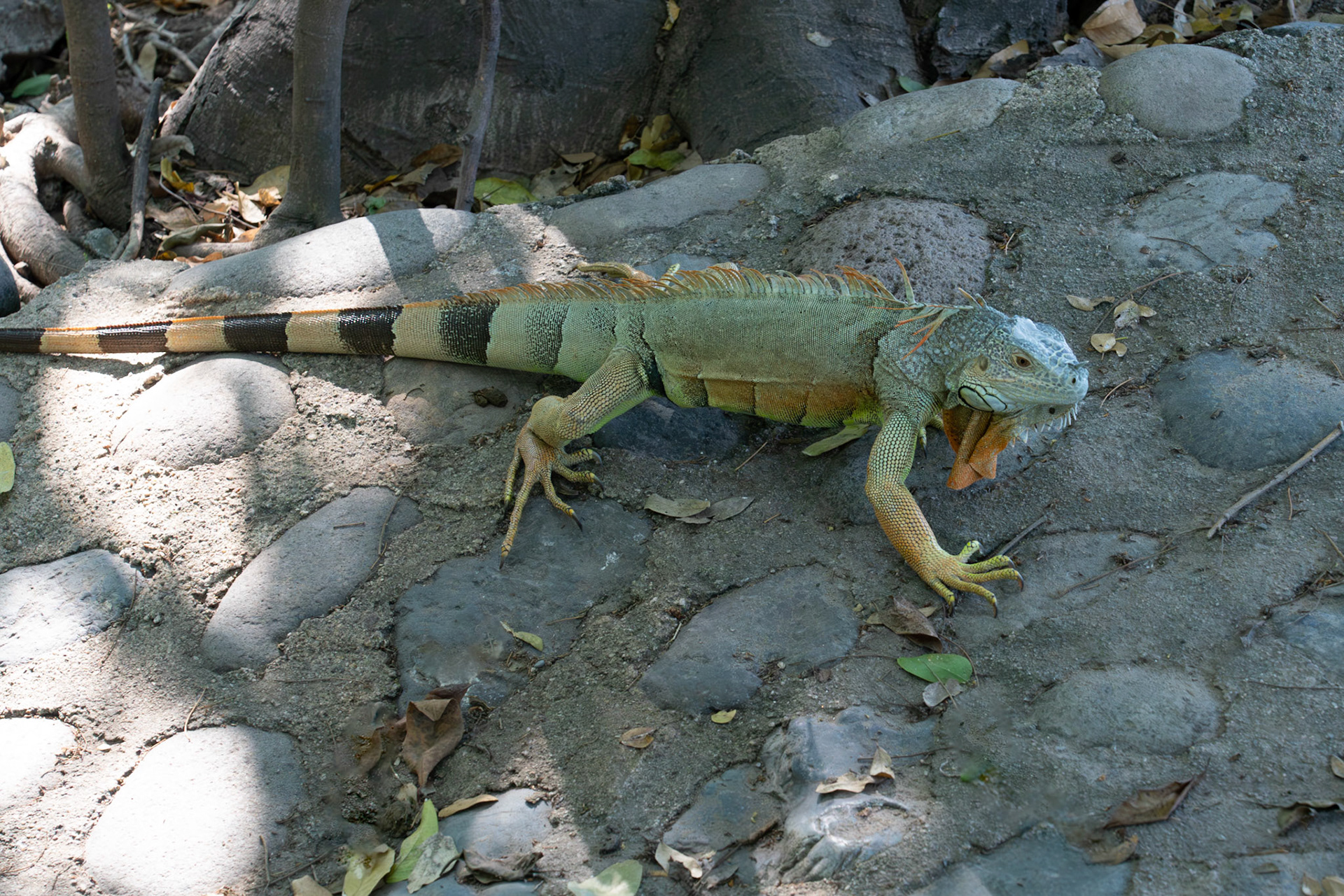 Iguana