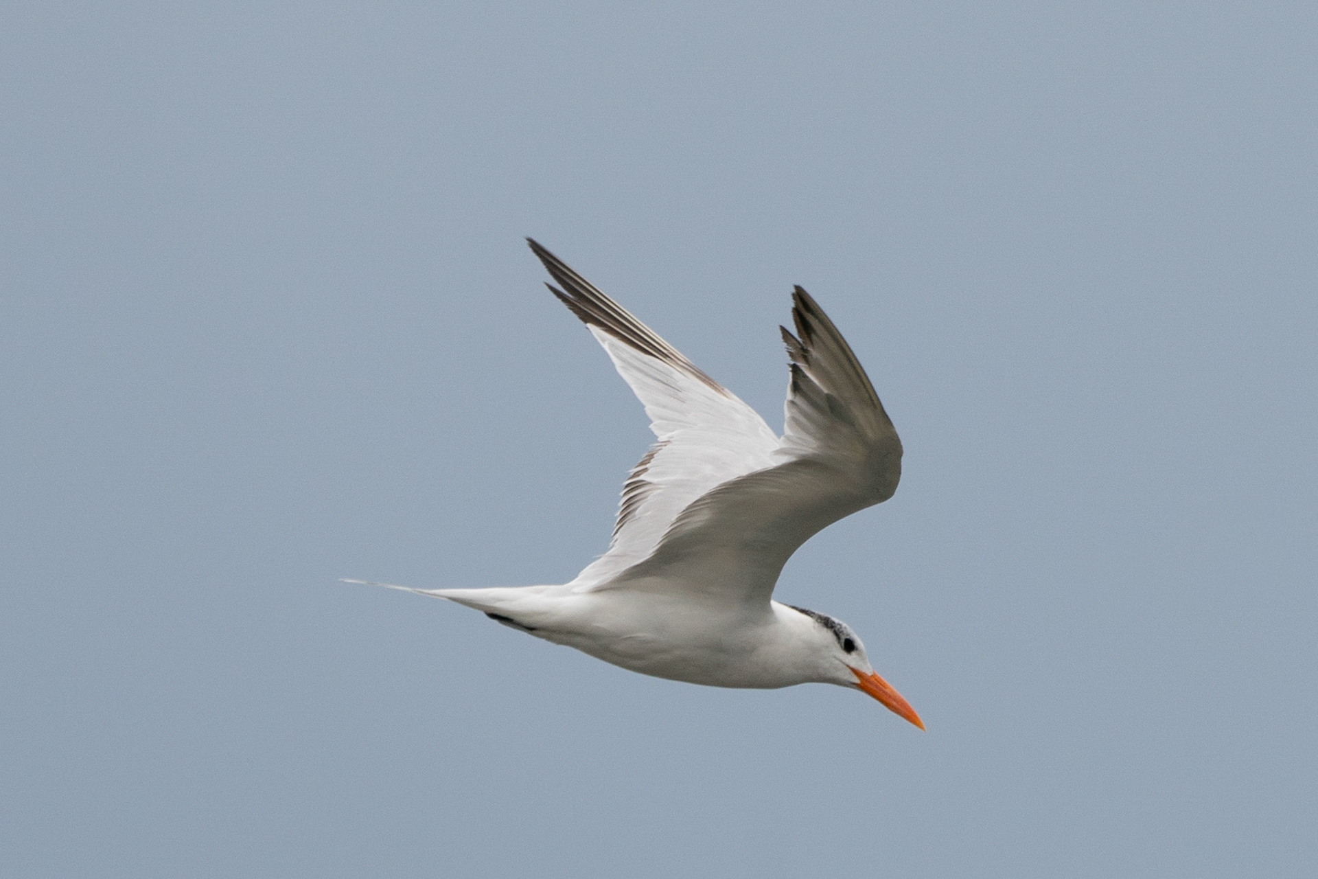 Royal Tern