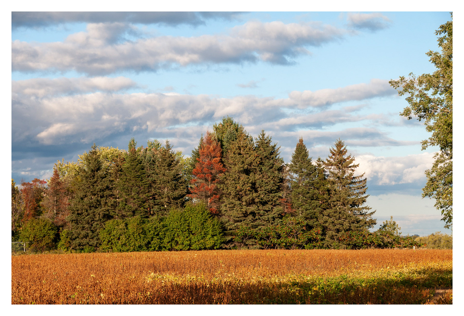 MacDonald College - Saint-Anne-de_Bellevue, QC