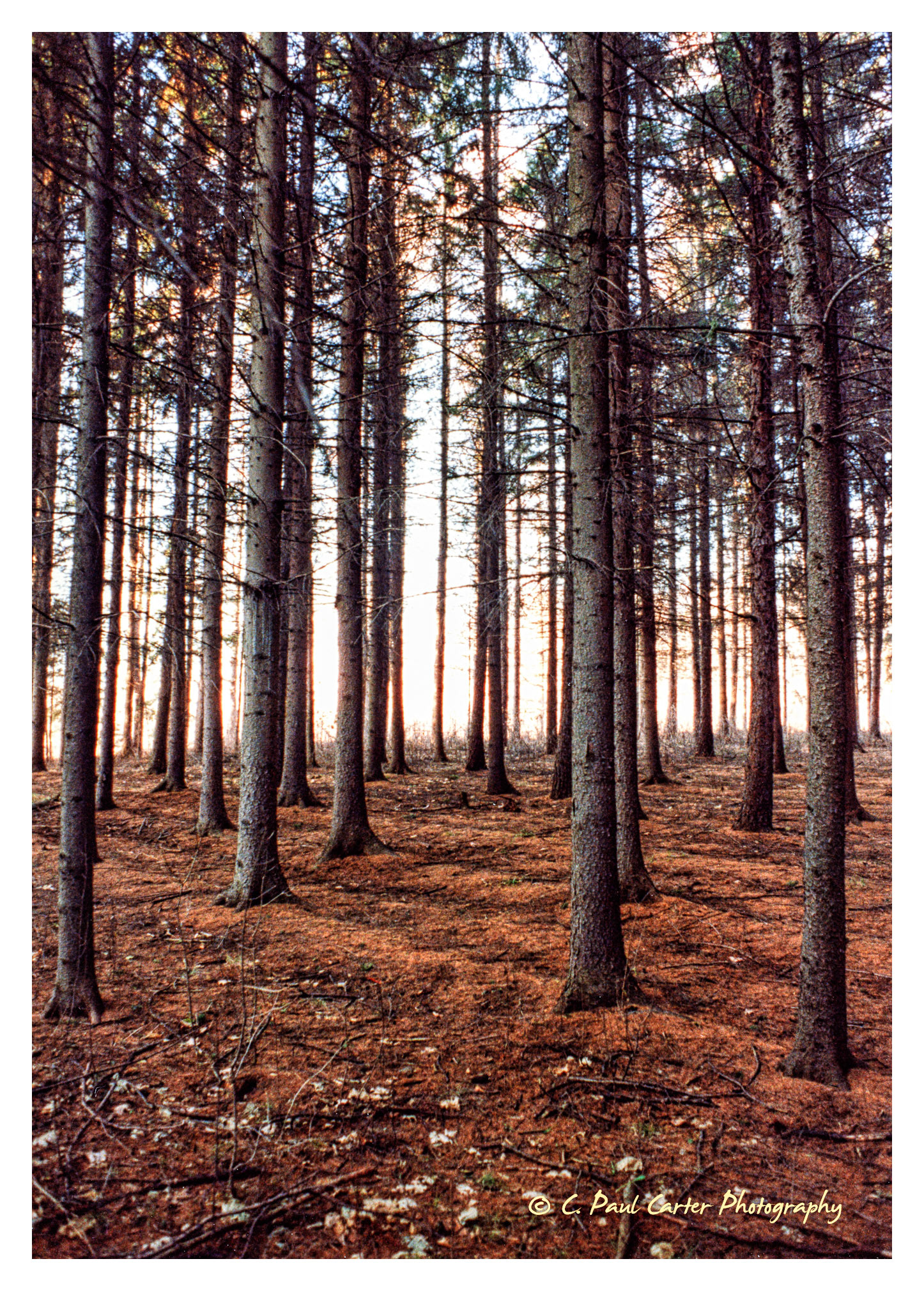 Morgan Arboretum - Sainte-Anne-de-Bellevue