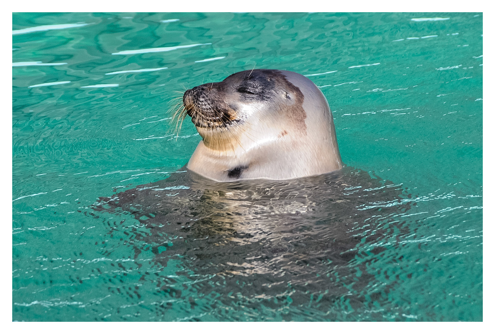Smug - Marine Lab - St. John's, NL