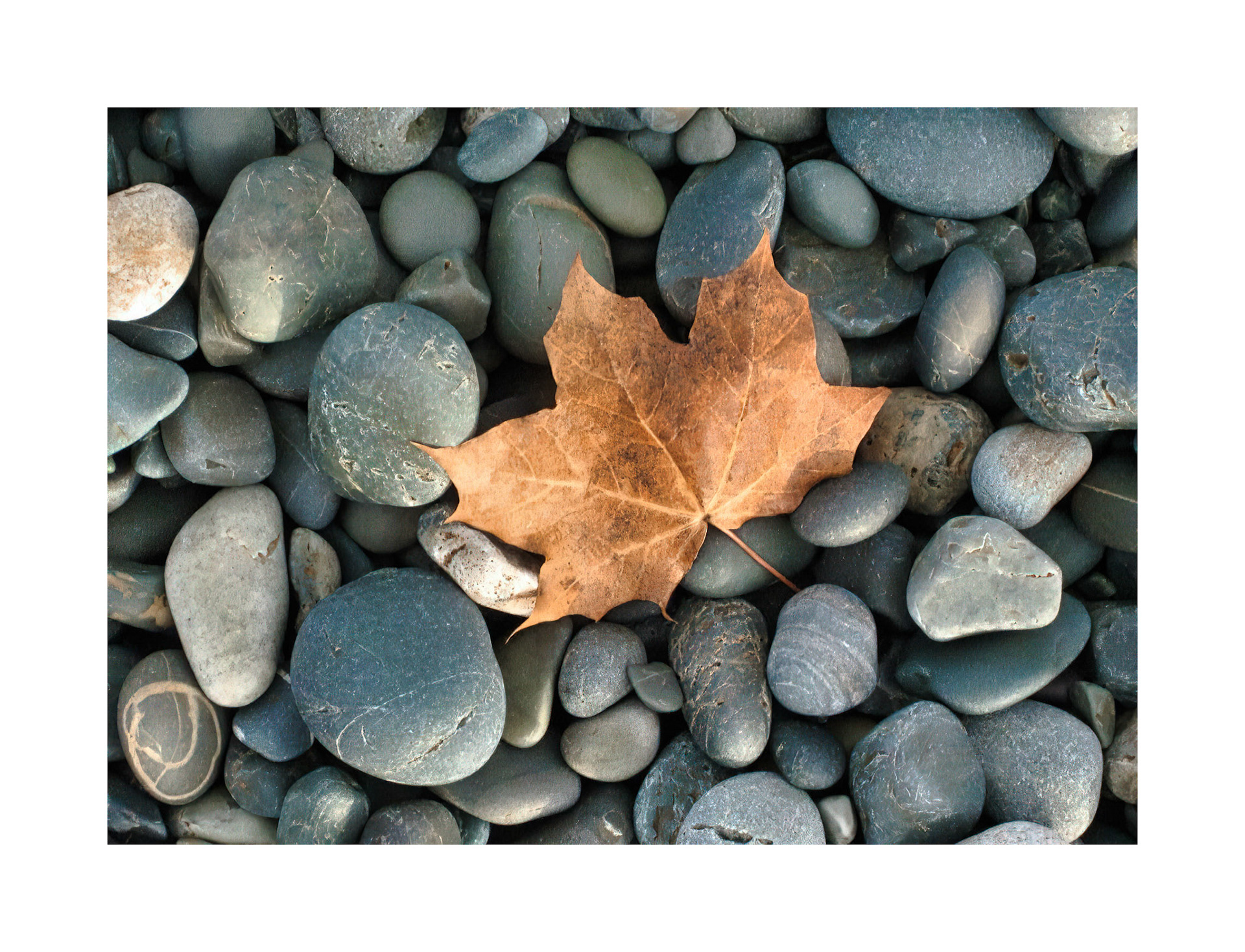 Leaf on Stones