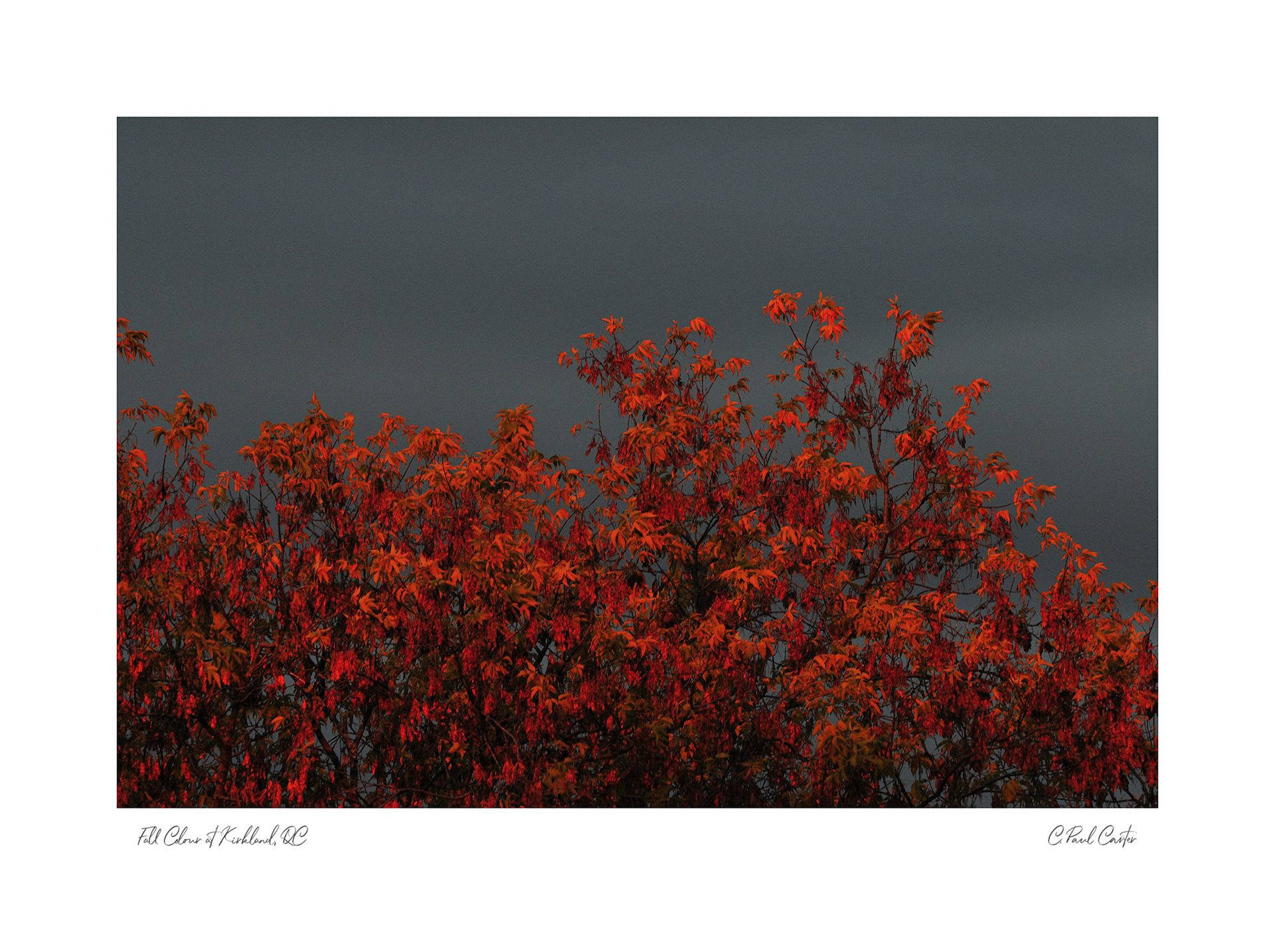 "Fall Colour" - Kirkland, QC