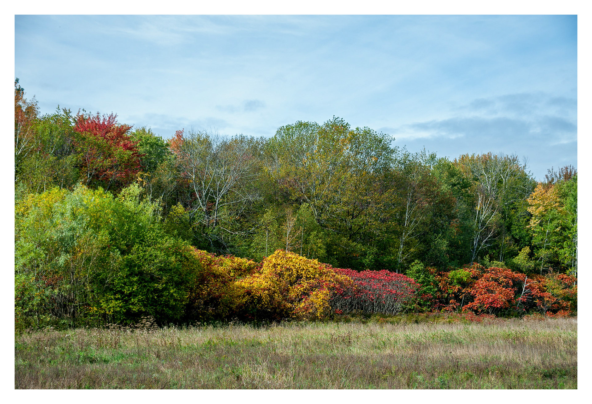 Morgan Arboretum