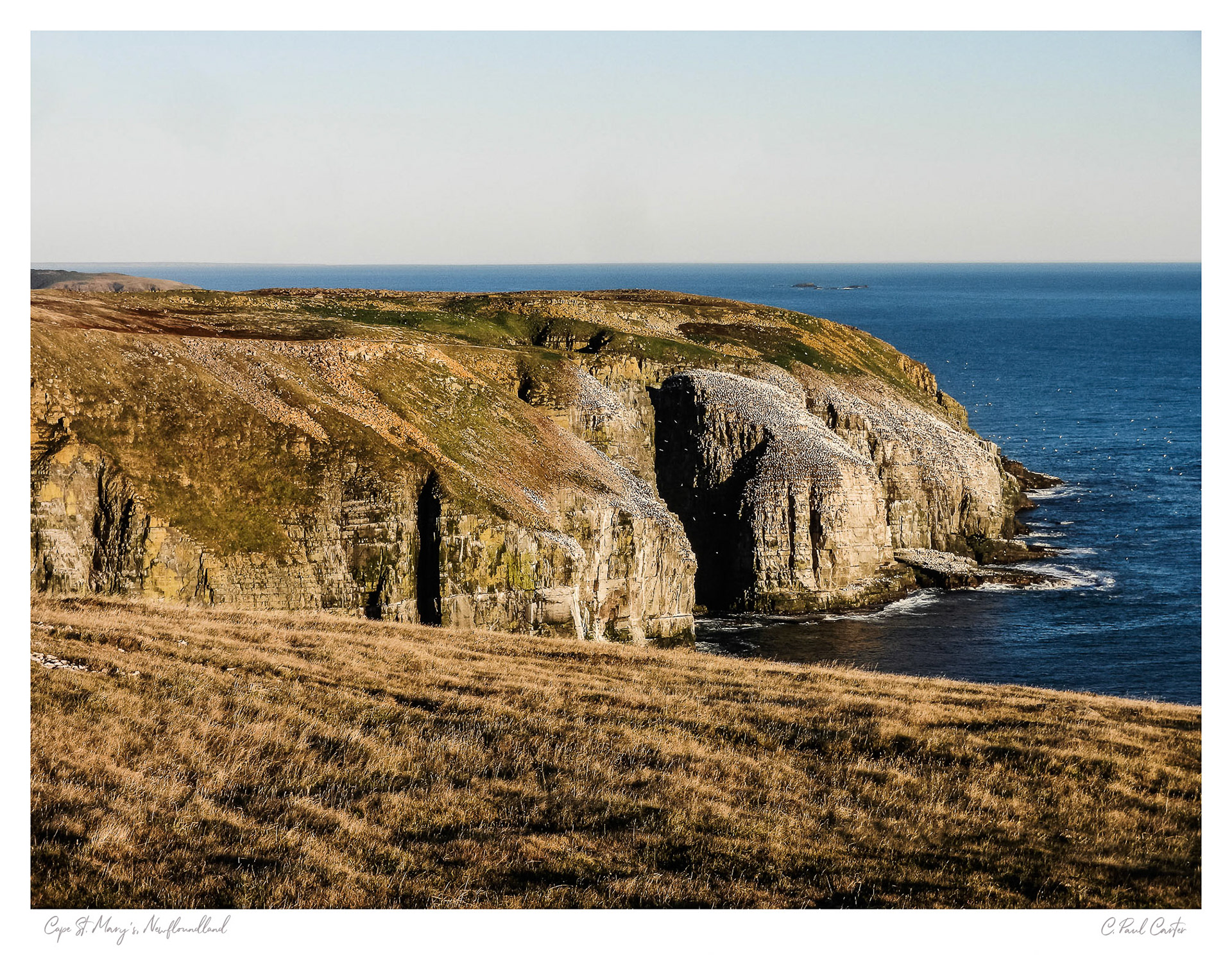 Cape St. Mary's, NL