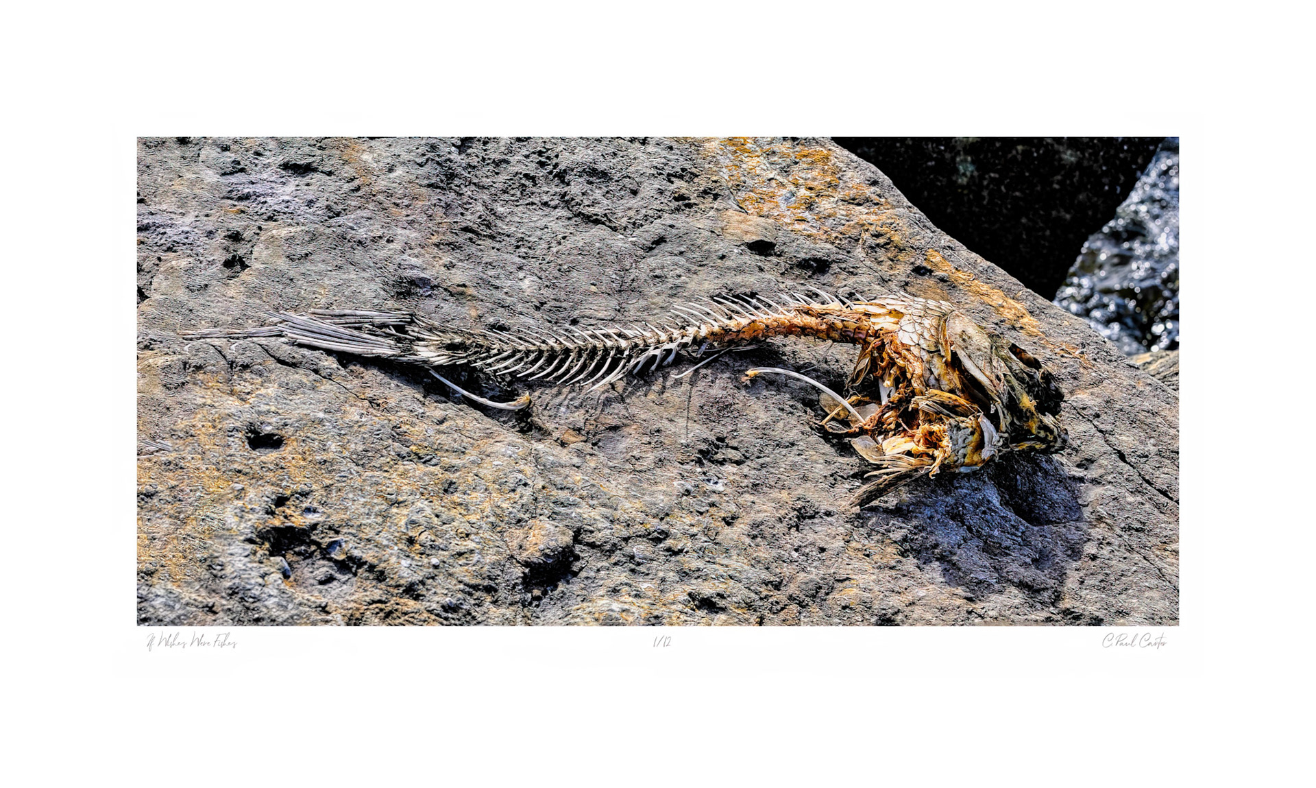 "If Wishes Were Fishes"